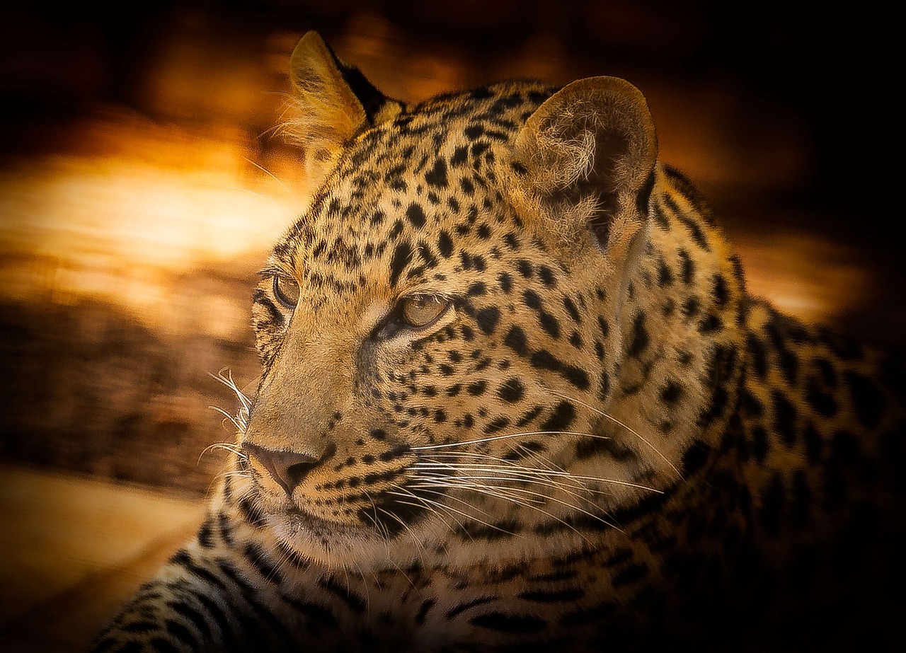 Leopard Wildlife Africa