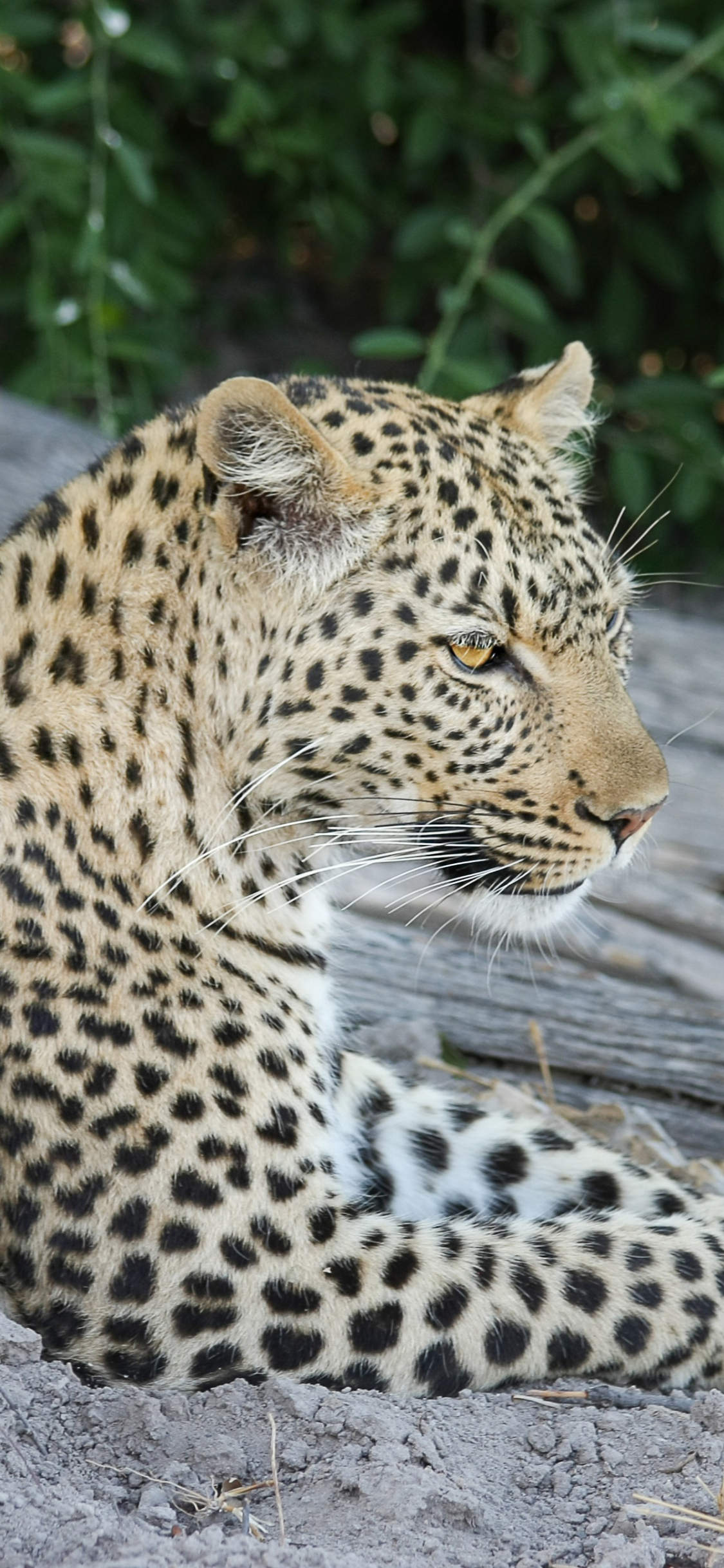 African Leopard Wallpapers Wallpaper Cave