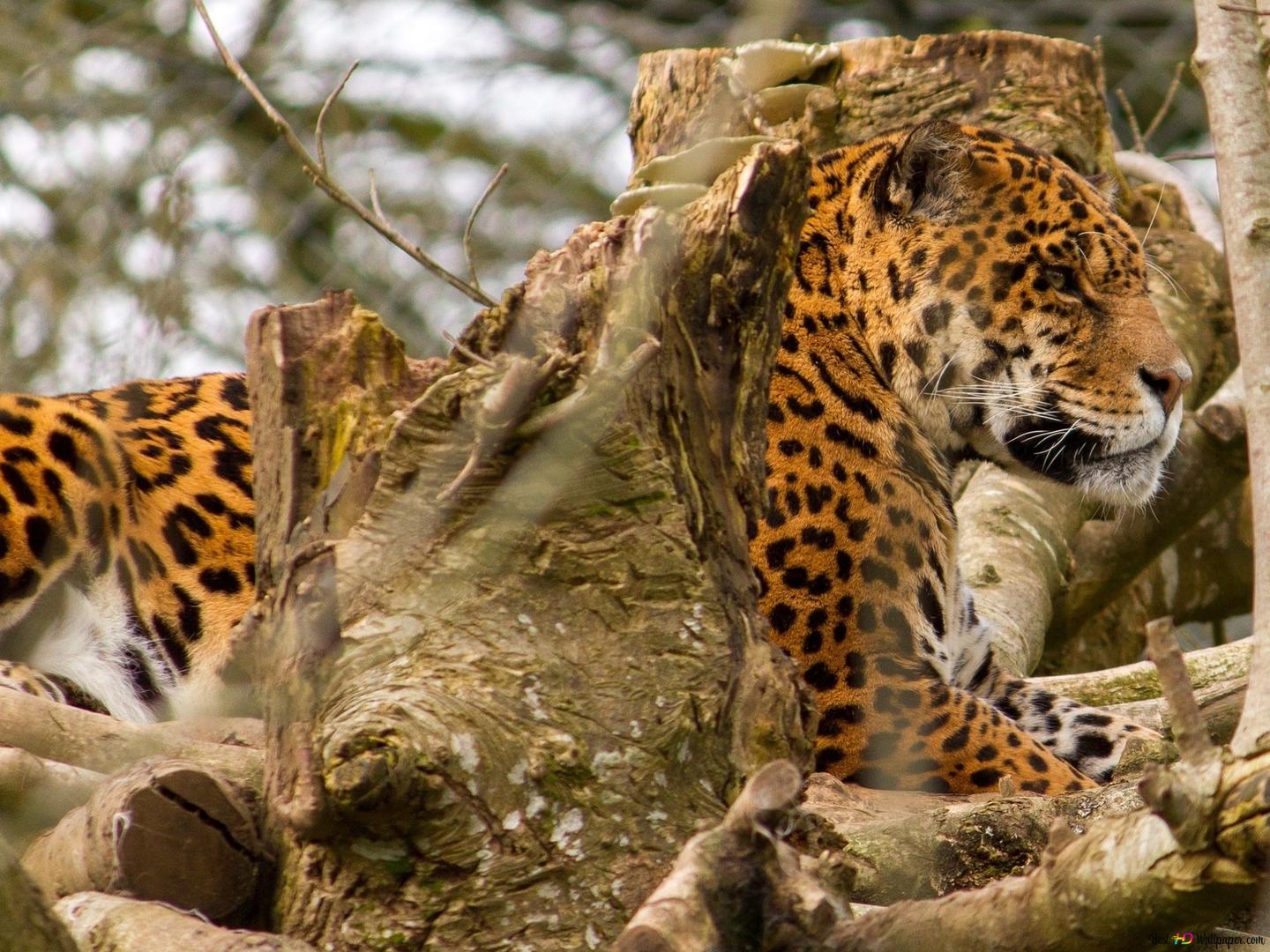 African Leopard 2K wallpaper download