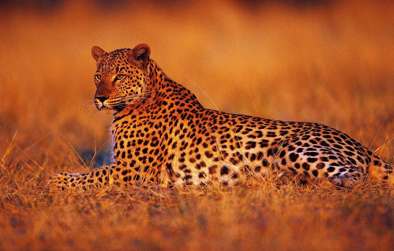 African Leopard Wallpapers Wallpaper Cave