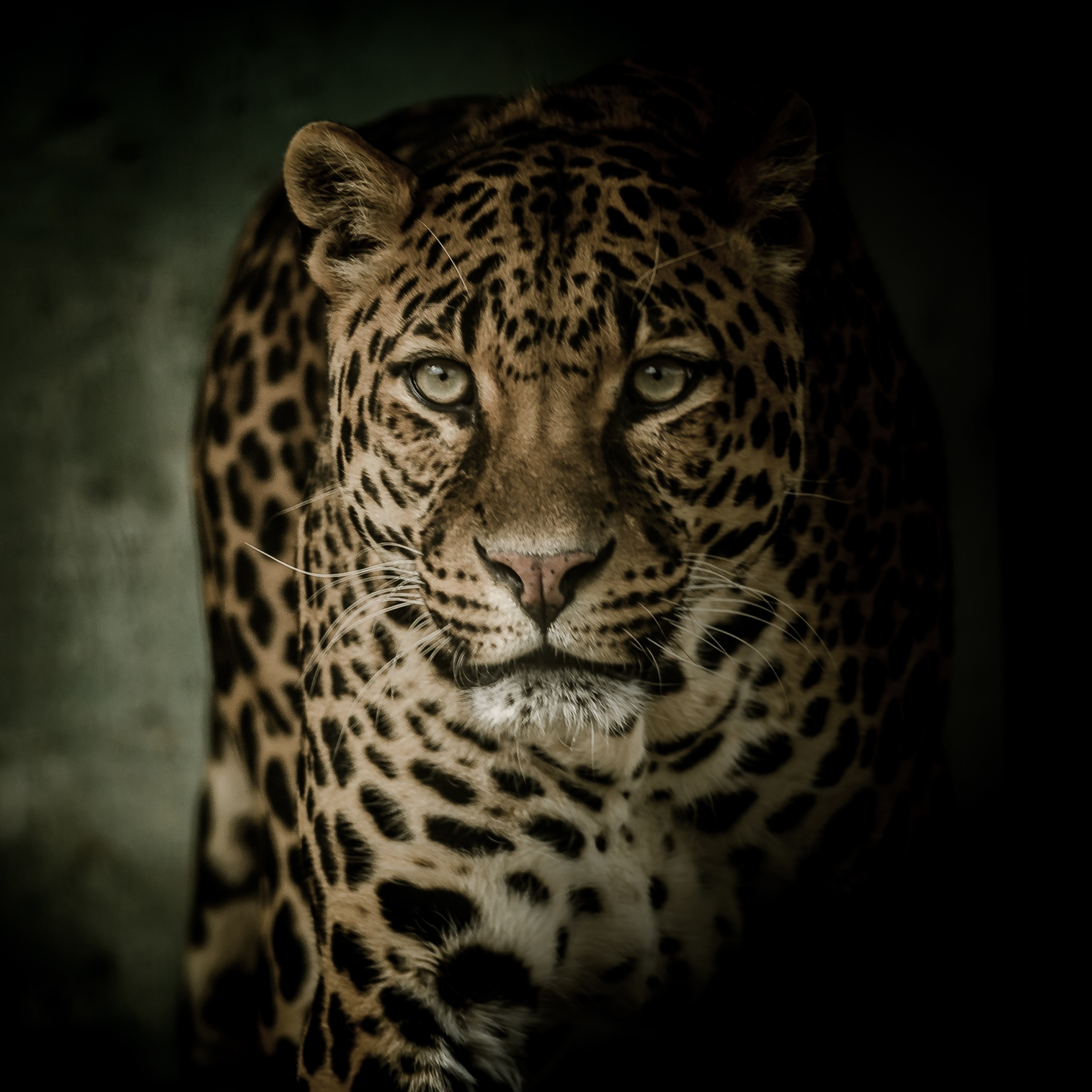 Leopard Wallpaper 4K, Wild animal, Animals