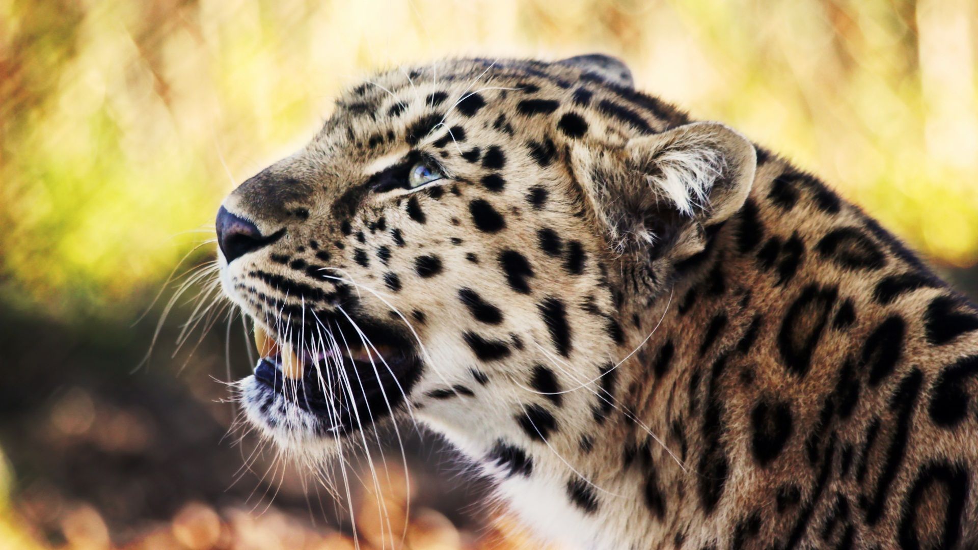 African Leopard Wallpapers Wallpaper Cave