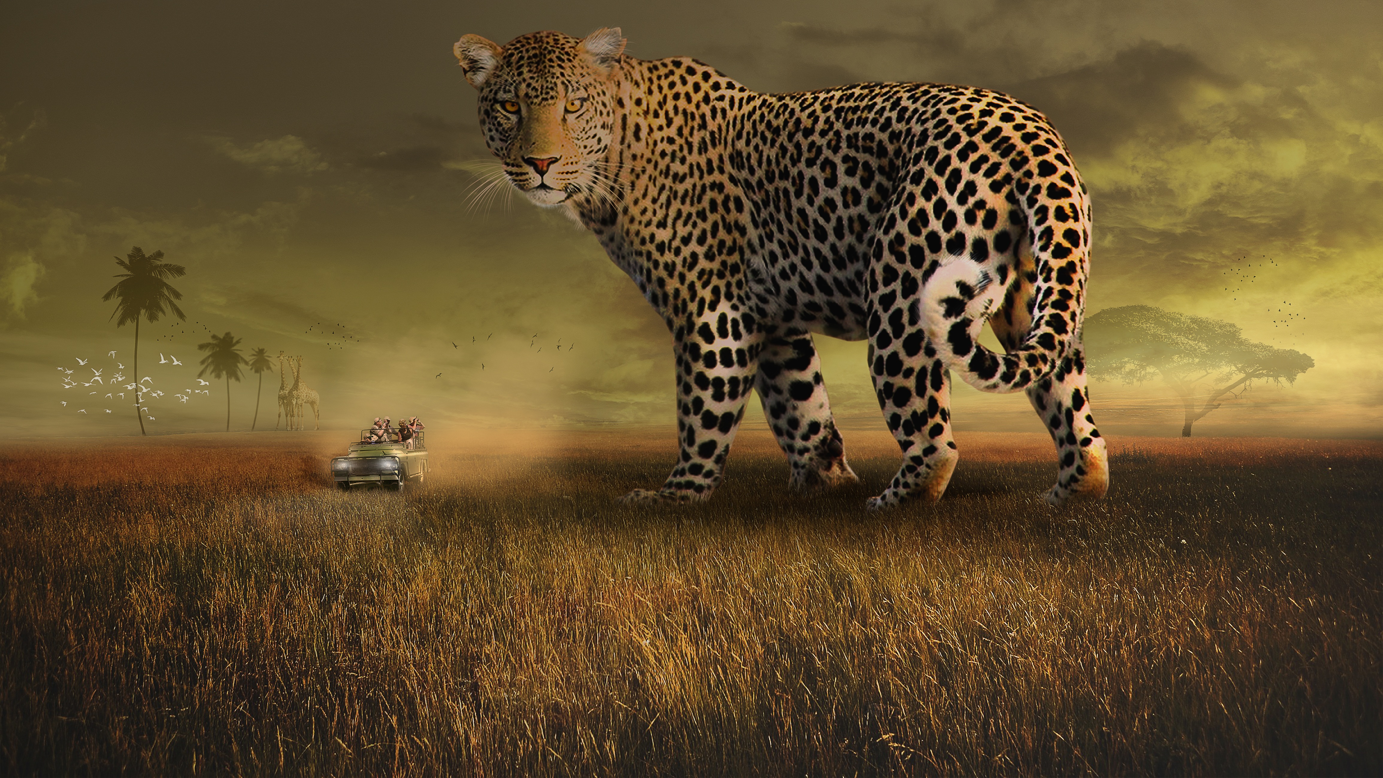 Free Download Leopard wallpaper full HD (1080p)