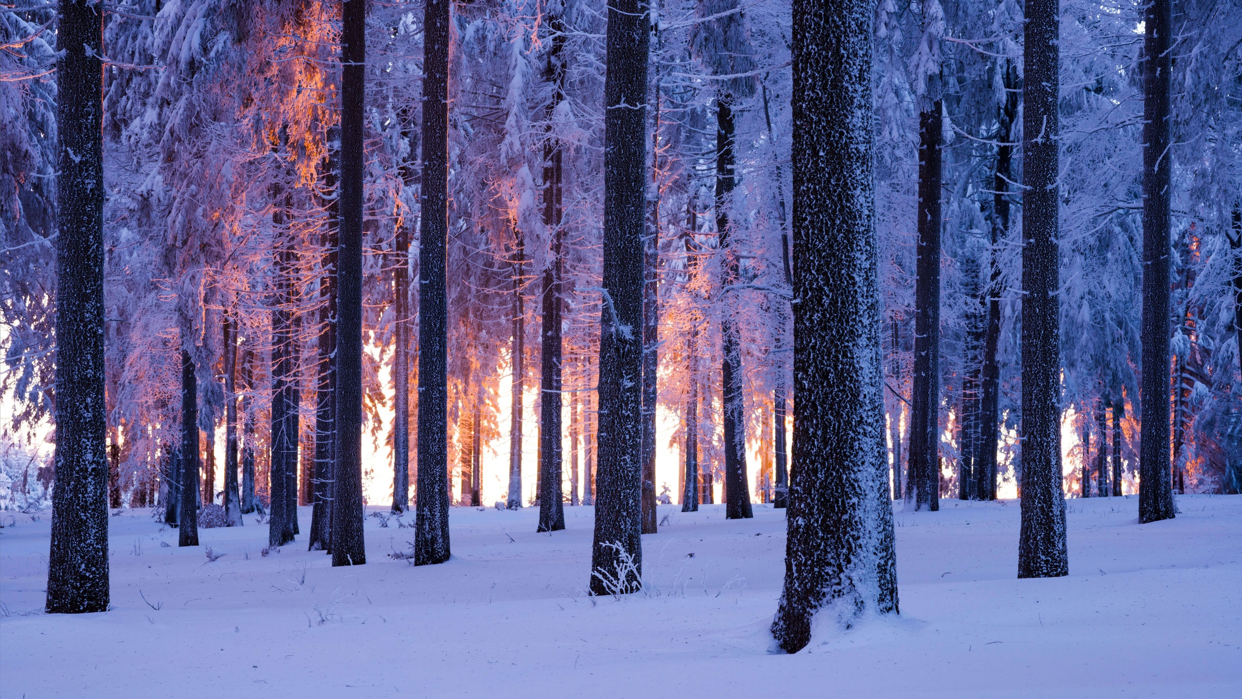 Forest Wallpaper 4K, Winter, Snowy, Nature