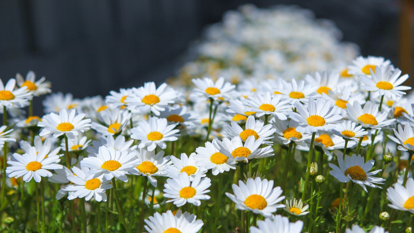 Download wallpaper 1366x768 meadow, spring, flowers, white daisy, tablet, laptop, 1366x768 HD background, 5870