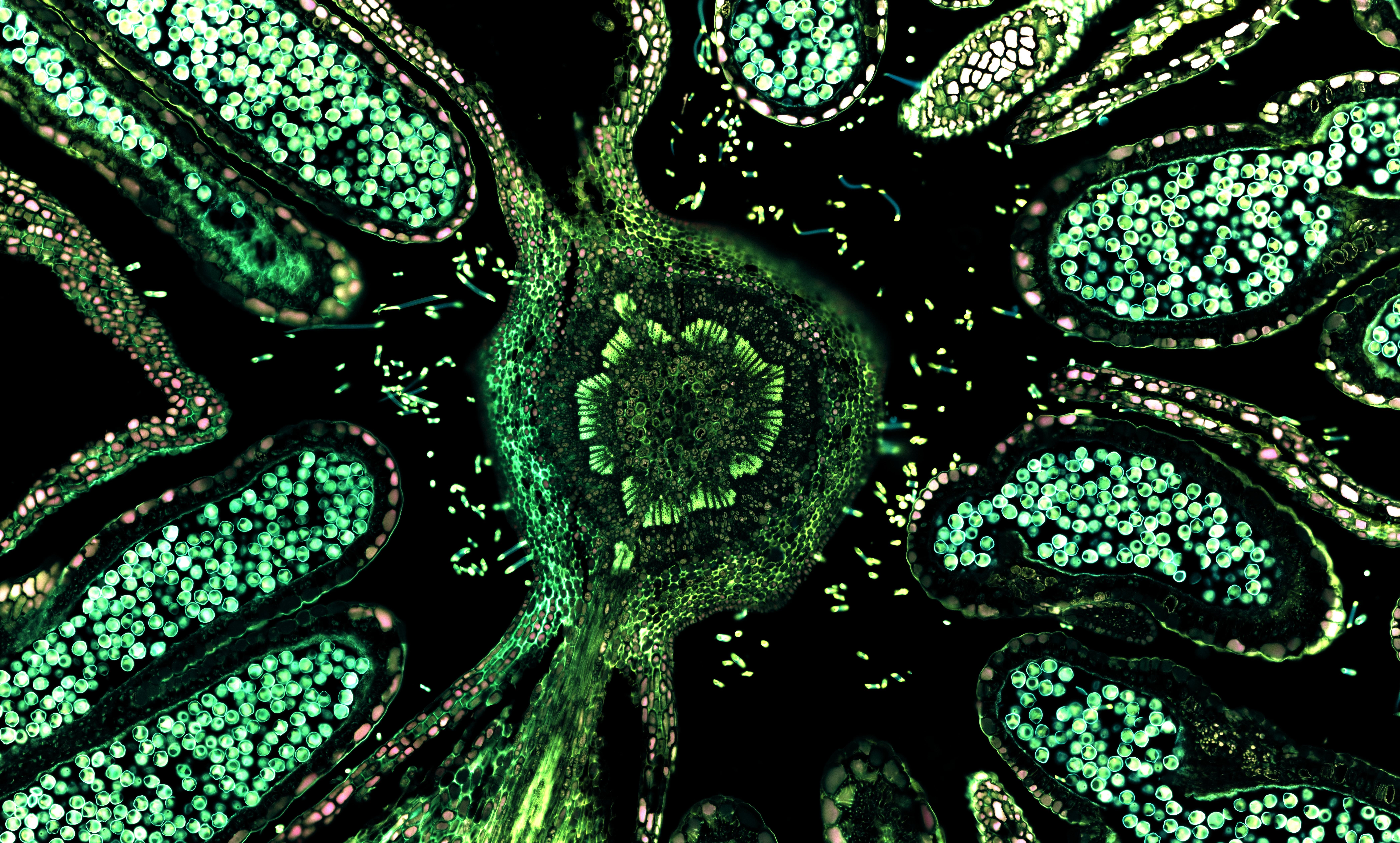 4K, Cells (Biology), green, trippy, biology Gallery HD Wallpaper