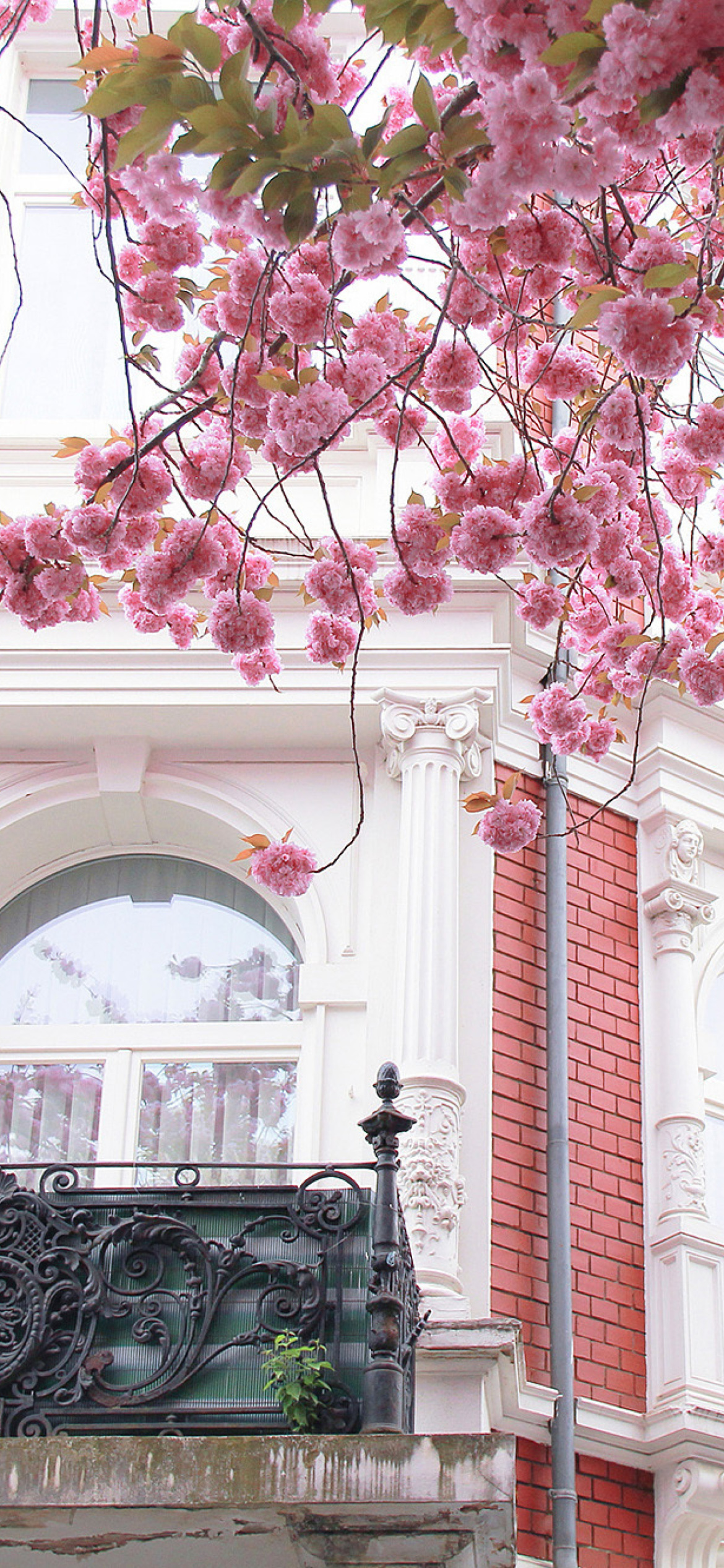 Spring Paris Wallpaper for iPhone XR