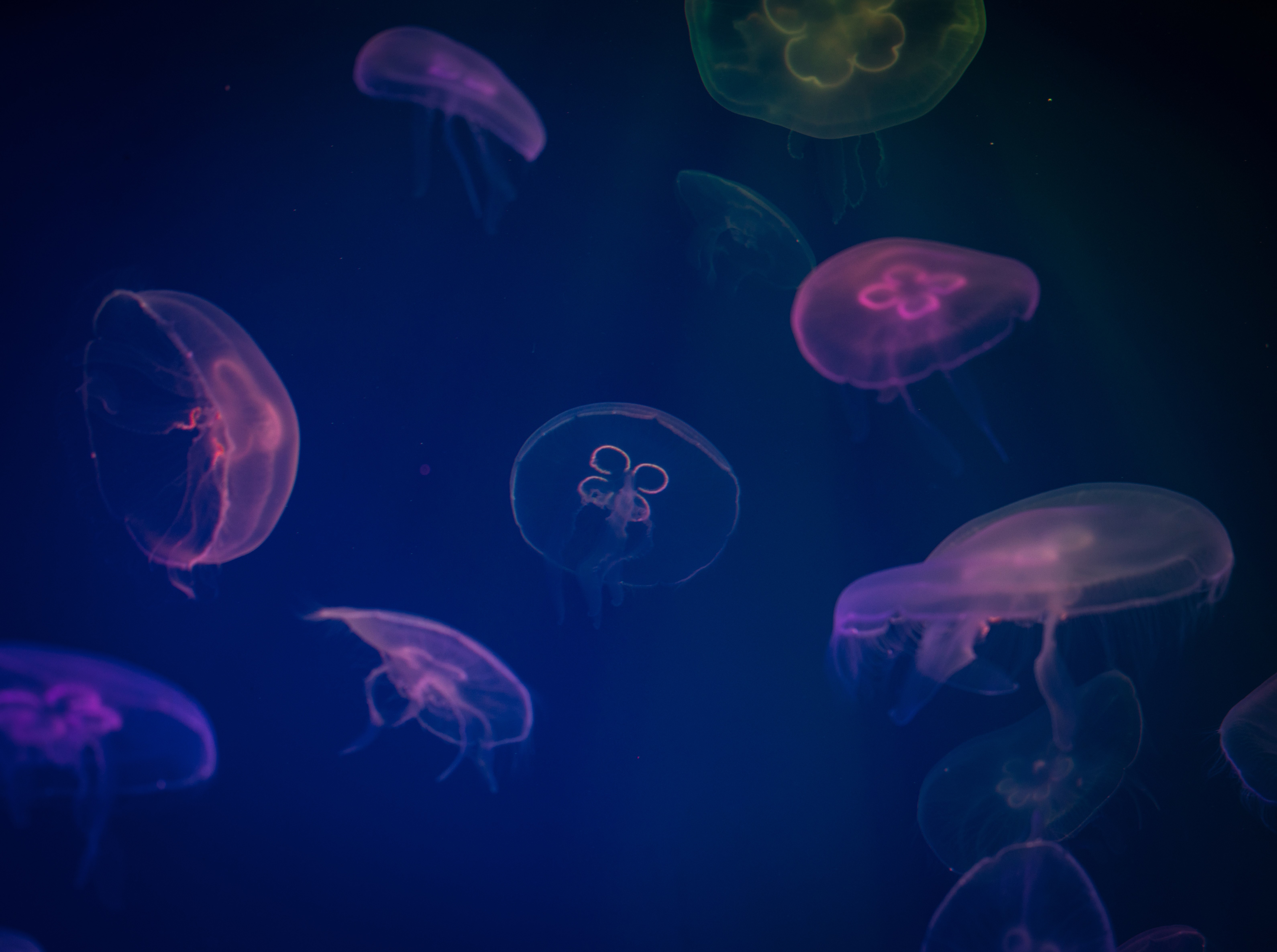 Wallpaper / jellyfish, underwater, animals, hd, artist, artwork, digital art, 4k, 5k free download
