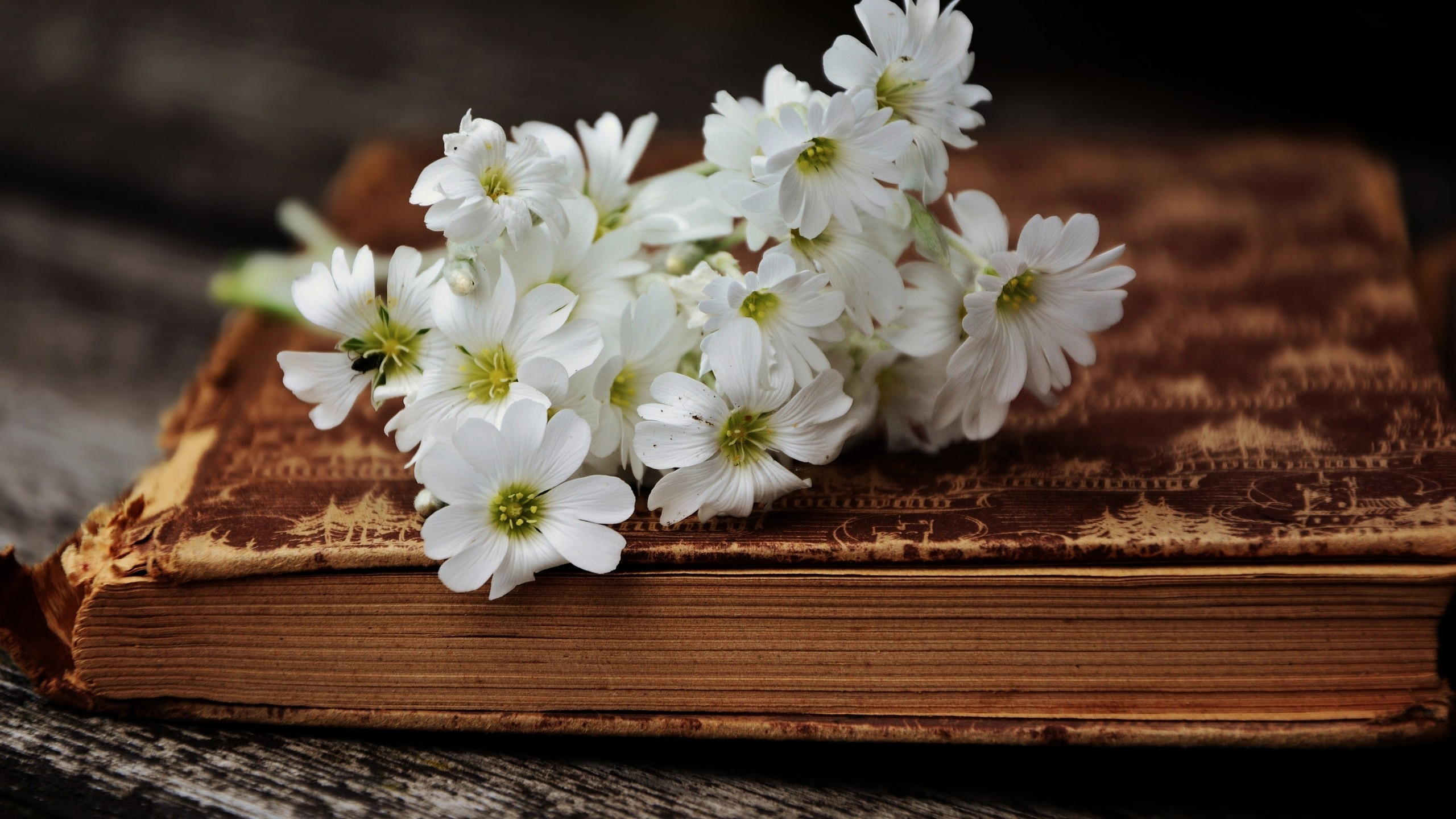 Book HD, Flower Gallery HD Wallpaper