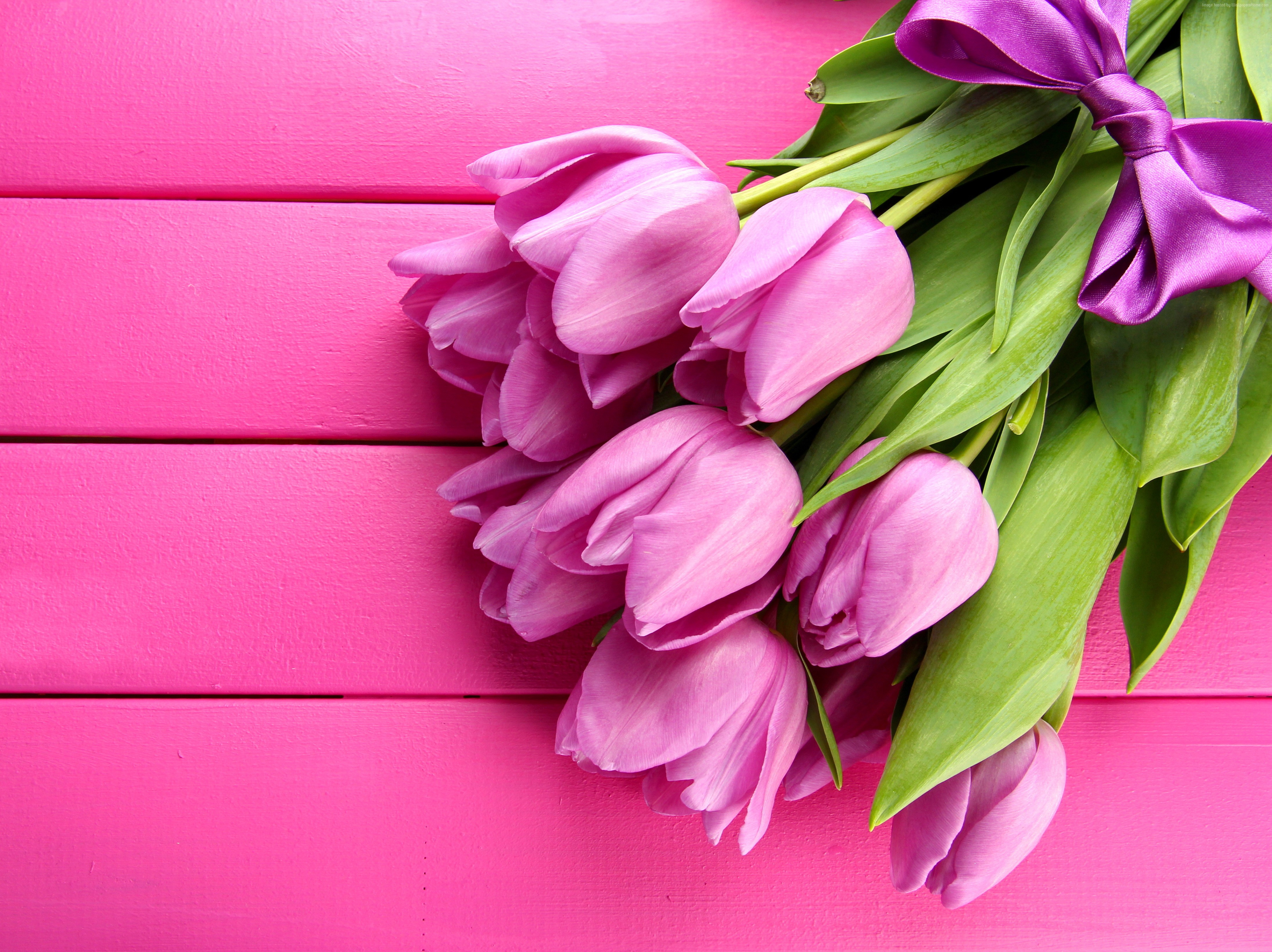 4k, flower, spring, HD wallpaper, Tulip, pink Gallery HD Wallpaper