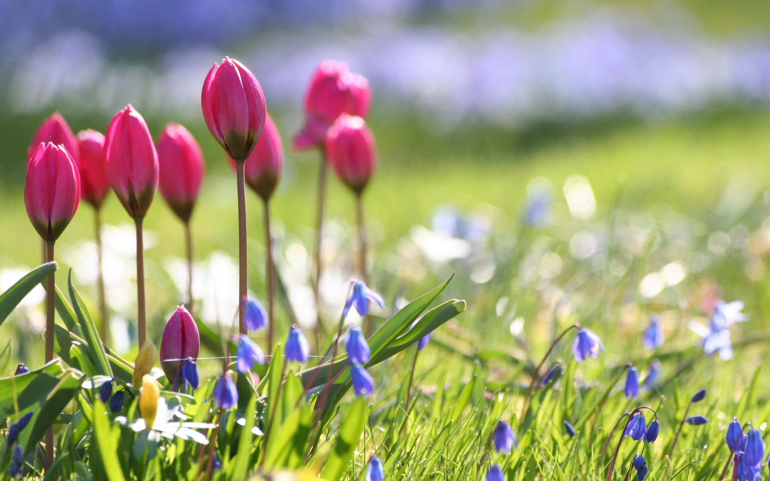 Spring Flowers Wallpaper and Background 4K, HD, Dual Screen