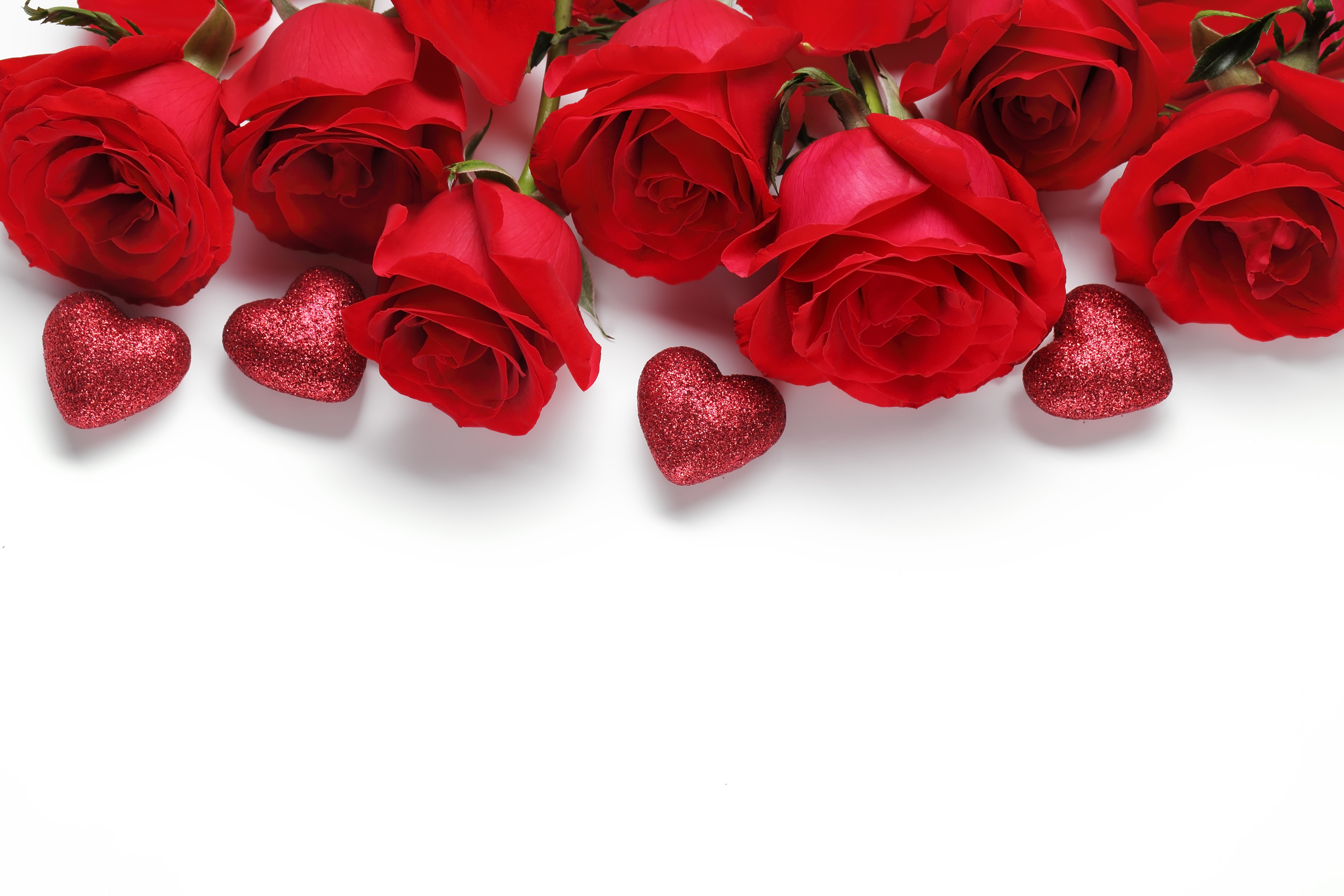 4K, 5K, Valentine's Day, Roses, White background, Red, Heart Gallery HD Wallpaper