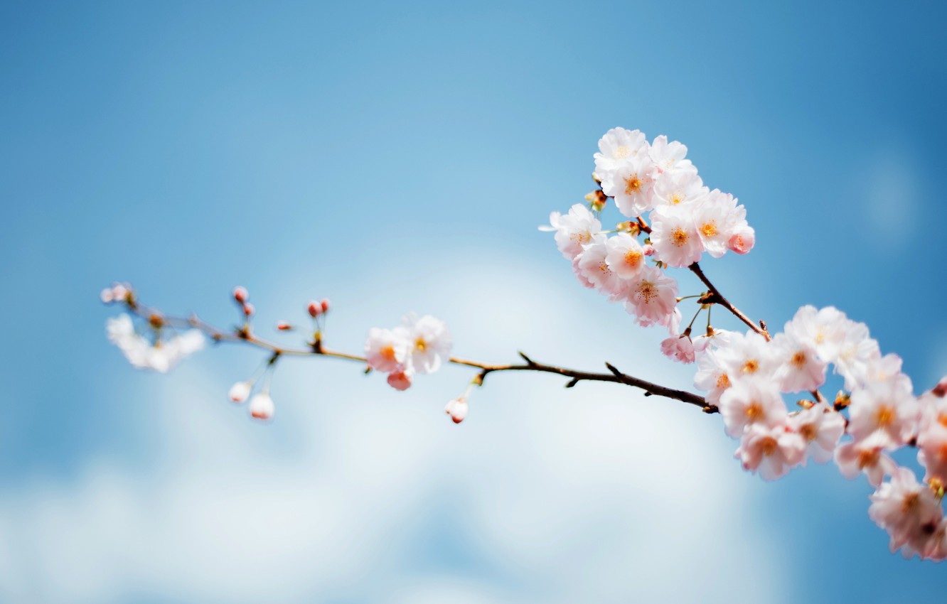 Wallpaper the sky, tree, focus, branch, spring, flowering image for desktop, section природа