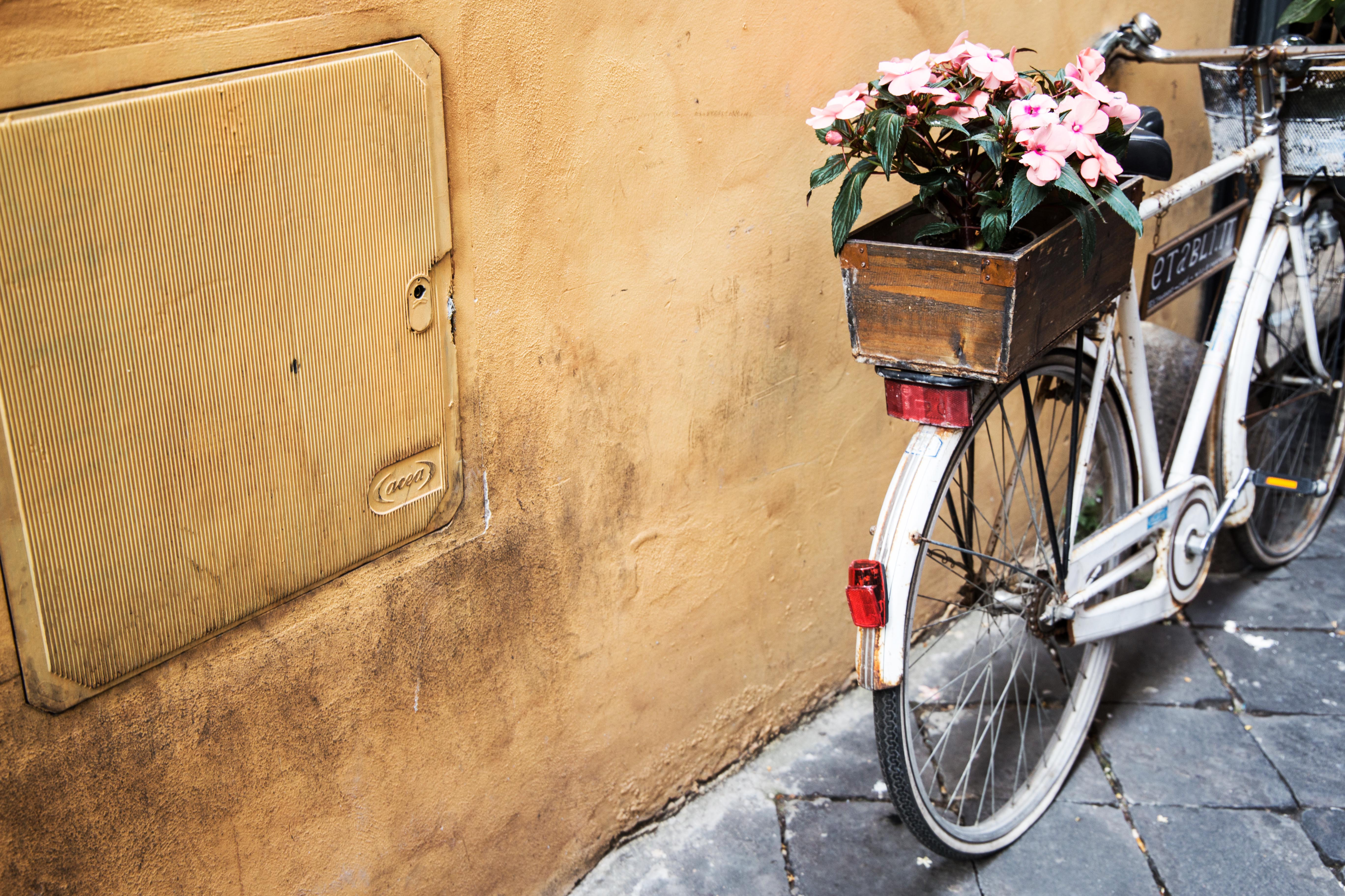Wallpaper, flowers, bicycle, vehicle, wood, basket, spring, cycling, color, sports equipment 5472x3648