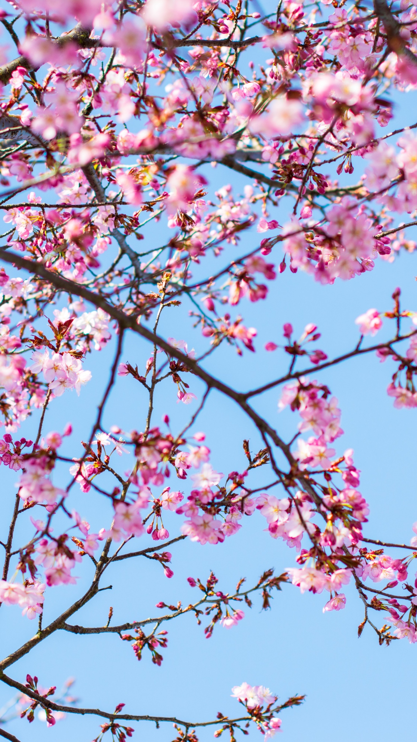 Cherry blossom Wallpaper 4K, Pink flowers, Blue Sky, Flowers
