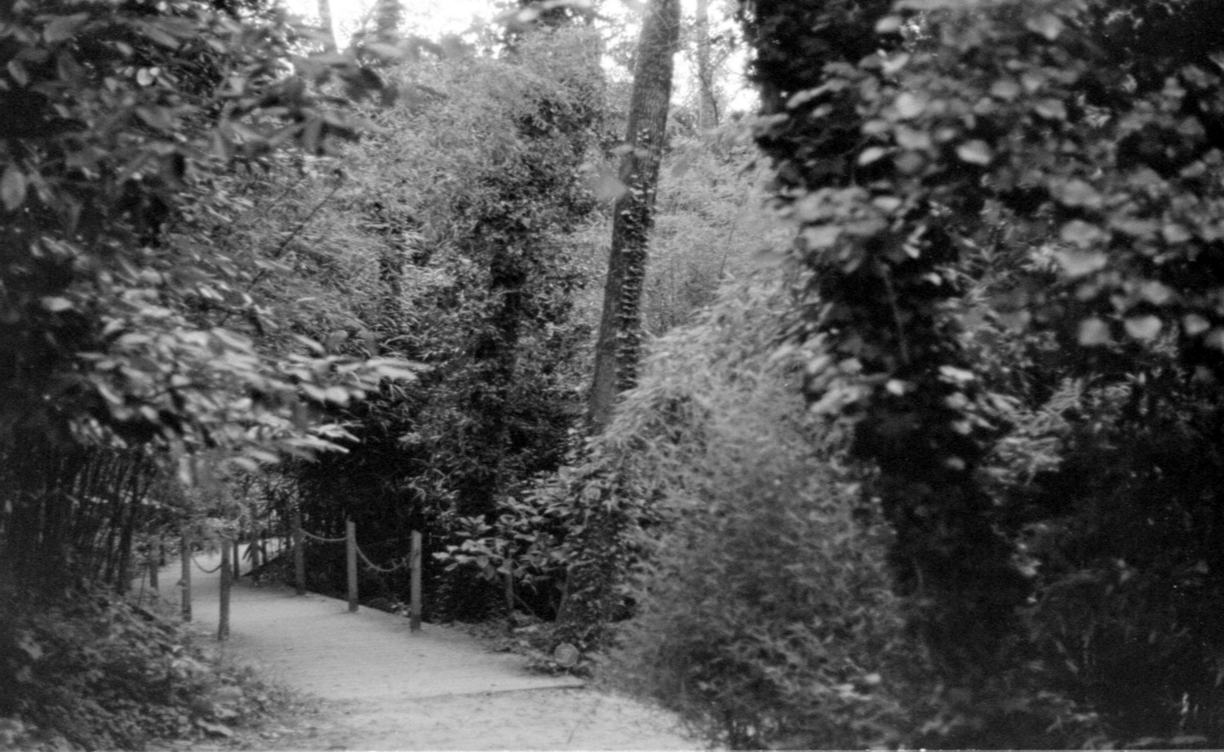 Wallpaper, trees, forest, old, nature, snow, winter, branch, vintage, tree, flower, weather, season, woodland, habitat, atmospheric phenomenon, black and white, monochrome photography, woody plant 5119x3148