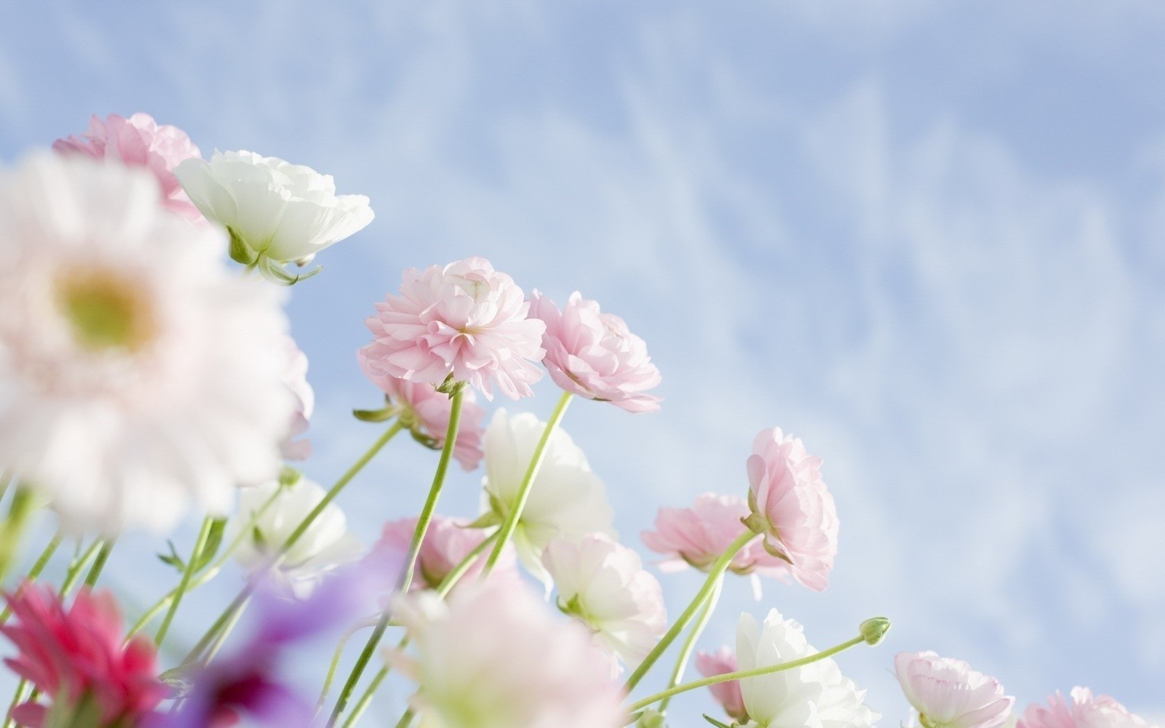 Wallpaper, flowers, sky, branch, cherry blossom, pink, spring, flower, petal, wildflower, 1680x1050 px, computer wallpaper, flowering plant, plant stem 1680x1050