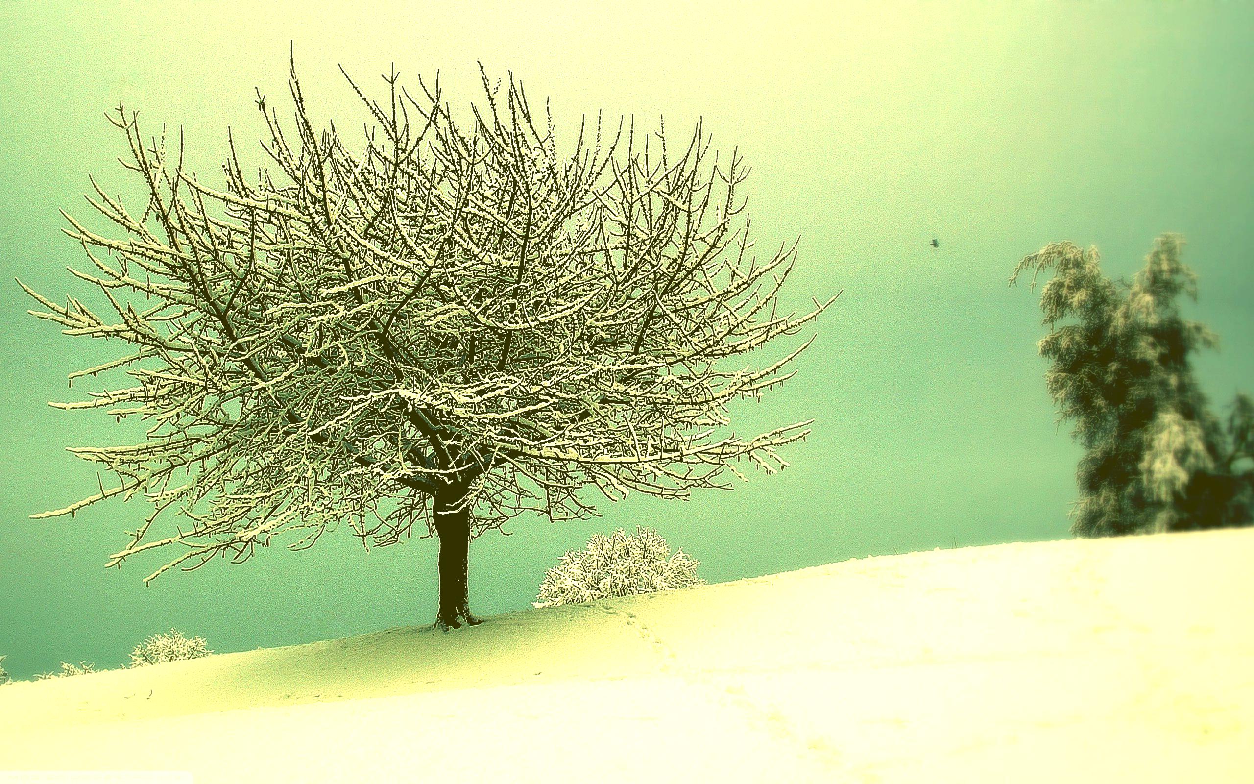 Green Winter Wallpaper