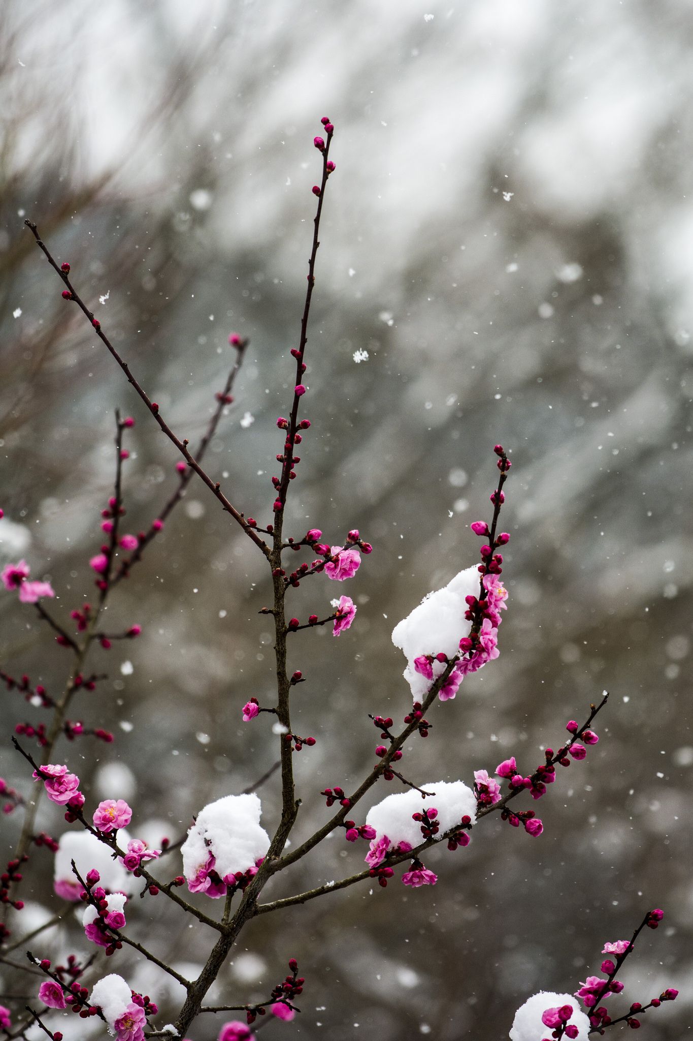 Konpuku Ji In Winter 冬の金福寺. Spring Wallpaper, Snow Wallpaper Iphone, Flower Wallpaper