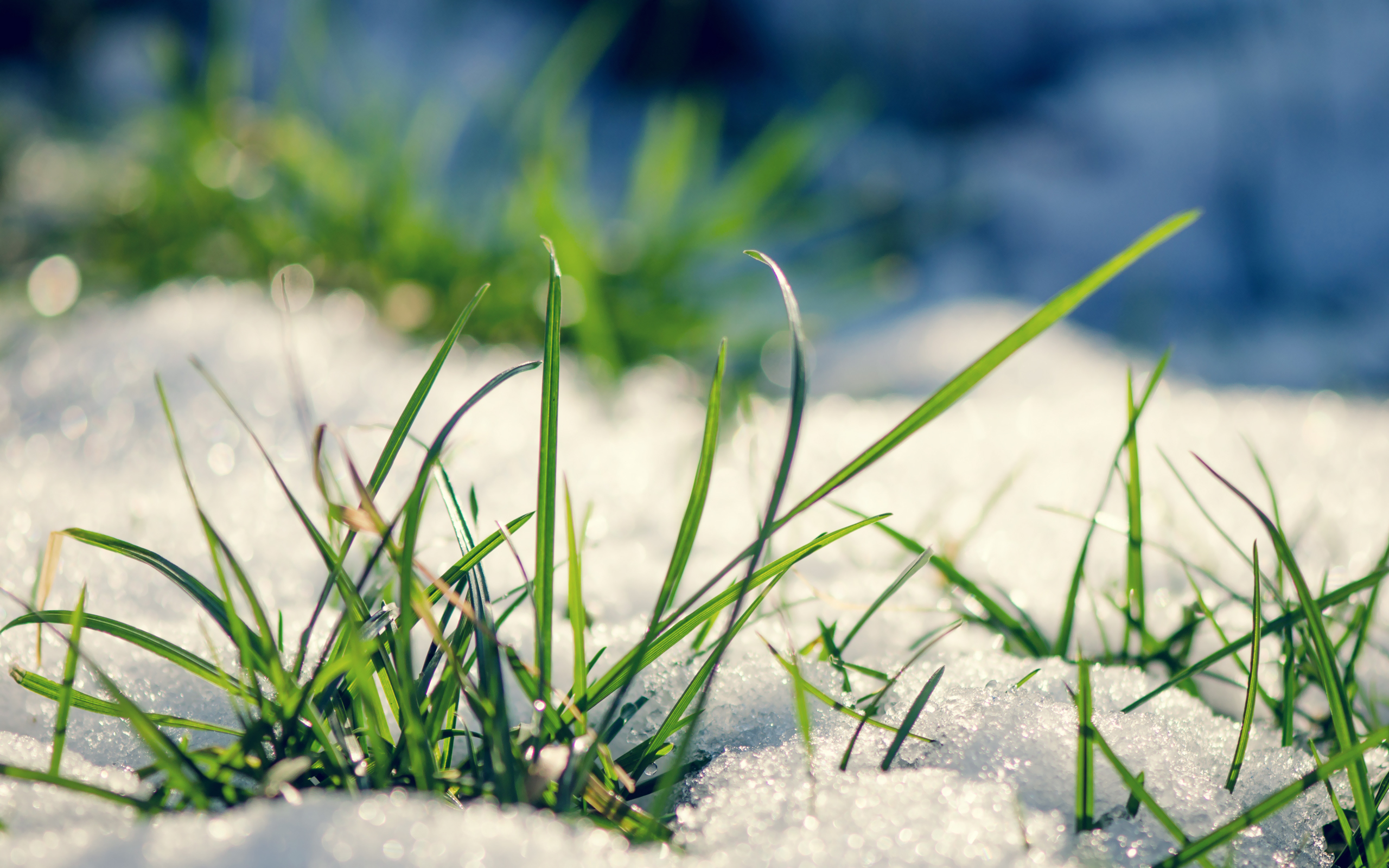 Early grass from under the snow in spring Desktop wallpaper 640x480