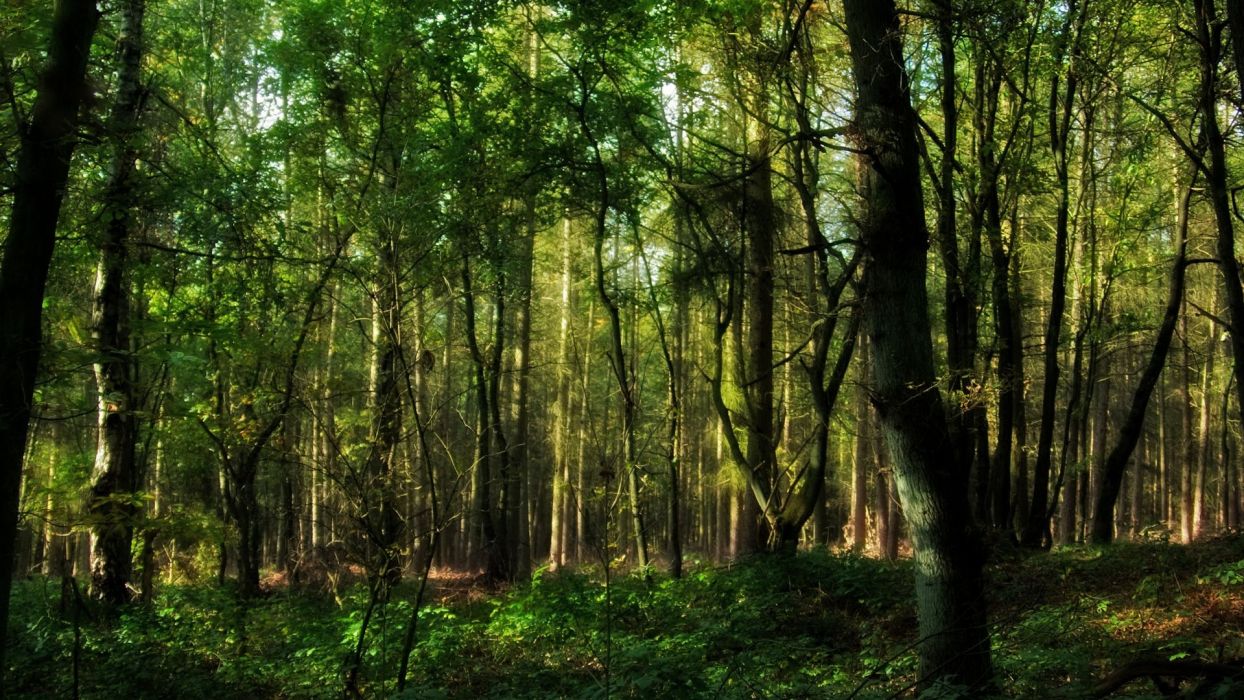 Trees nature plant tree woods green yellow colors forest wood wallpaperx1080