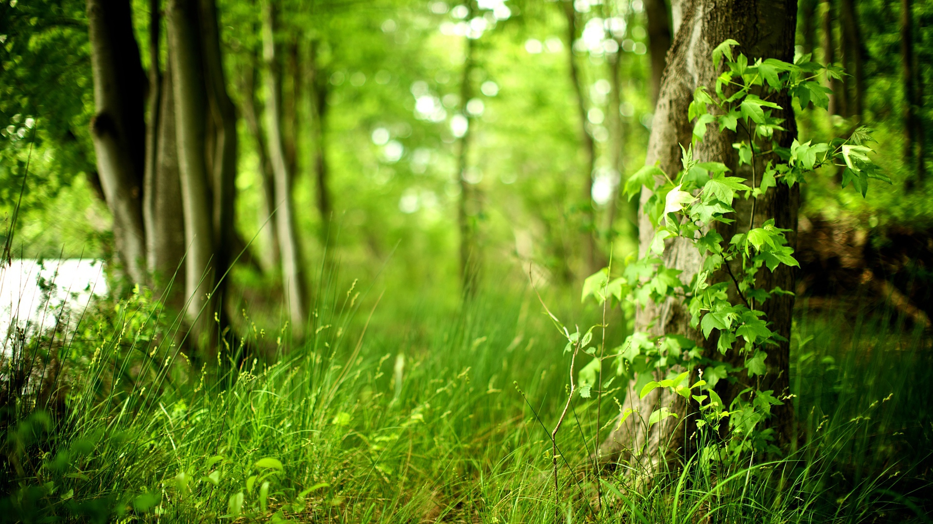Download Wallpaper 1920x1080 wood, tree, leaves, grass, spring, green, maple, young Full HD 1080p HD Background