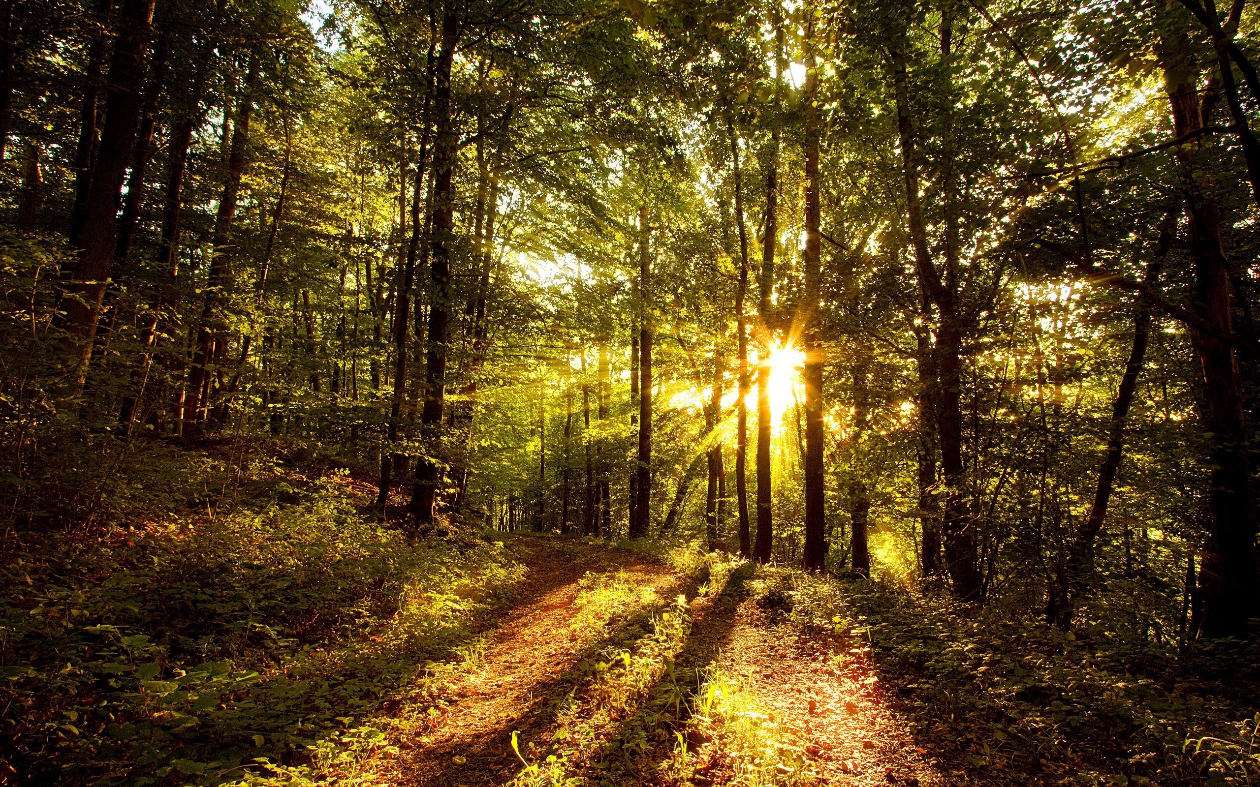 Download wallpaper 2560x1600 sun, light, beams, trees, wood, shades, morning HD background