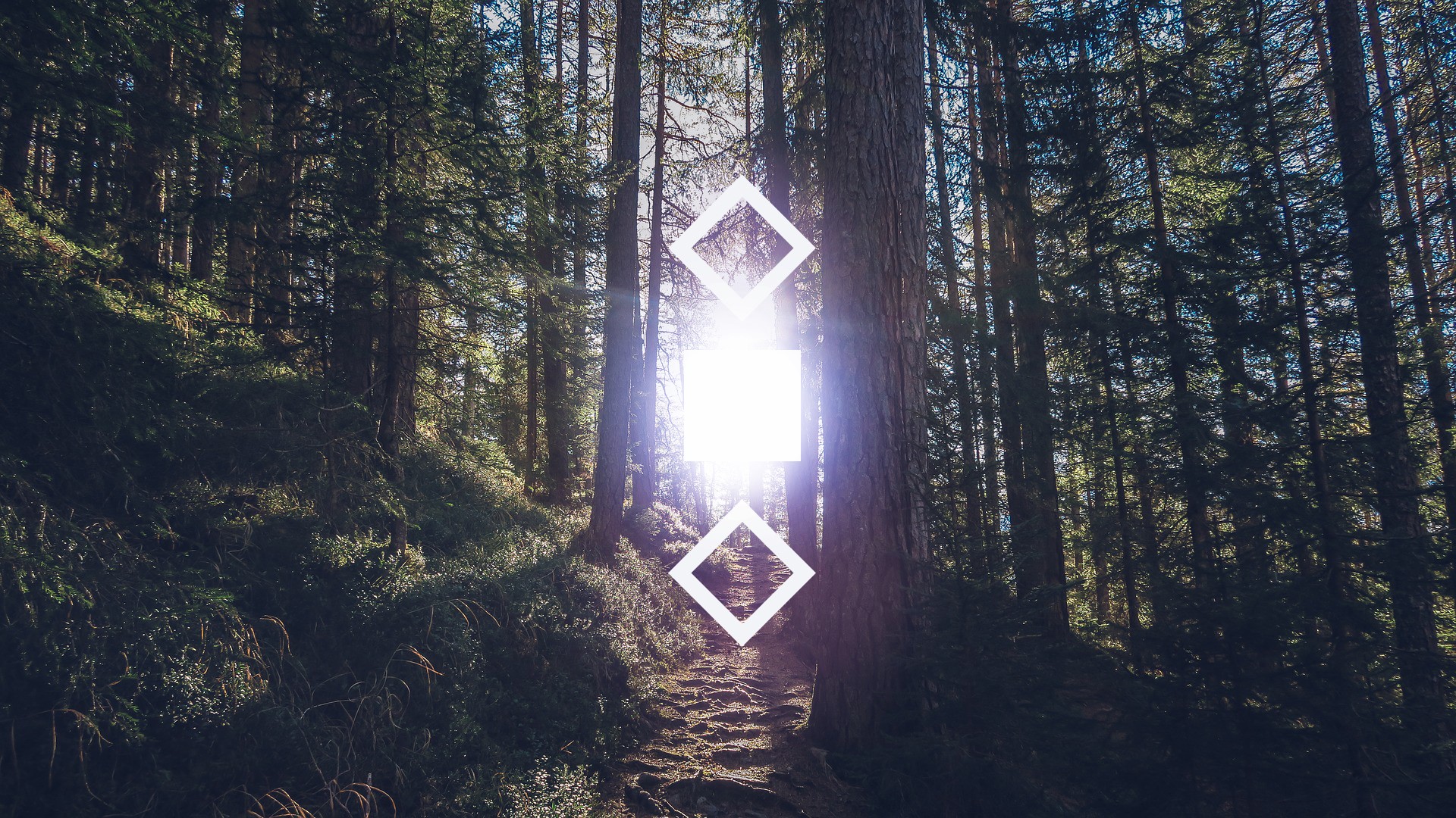 forest, geometry, trees, sunlight