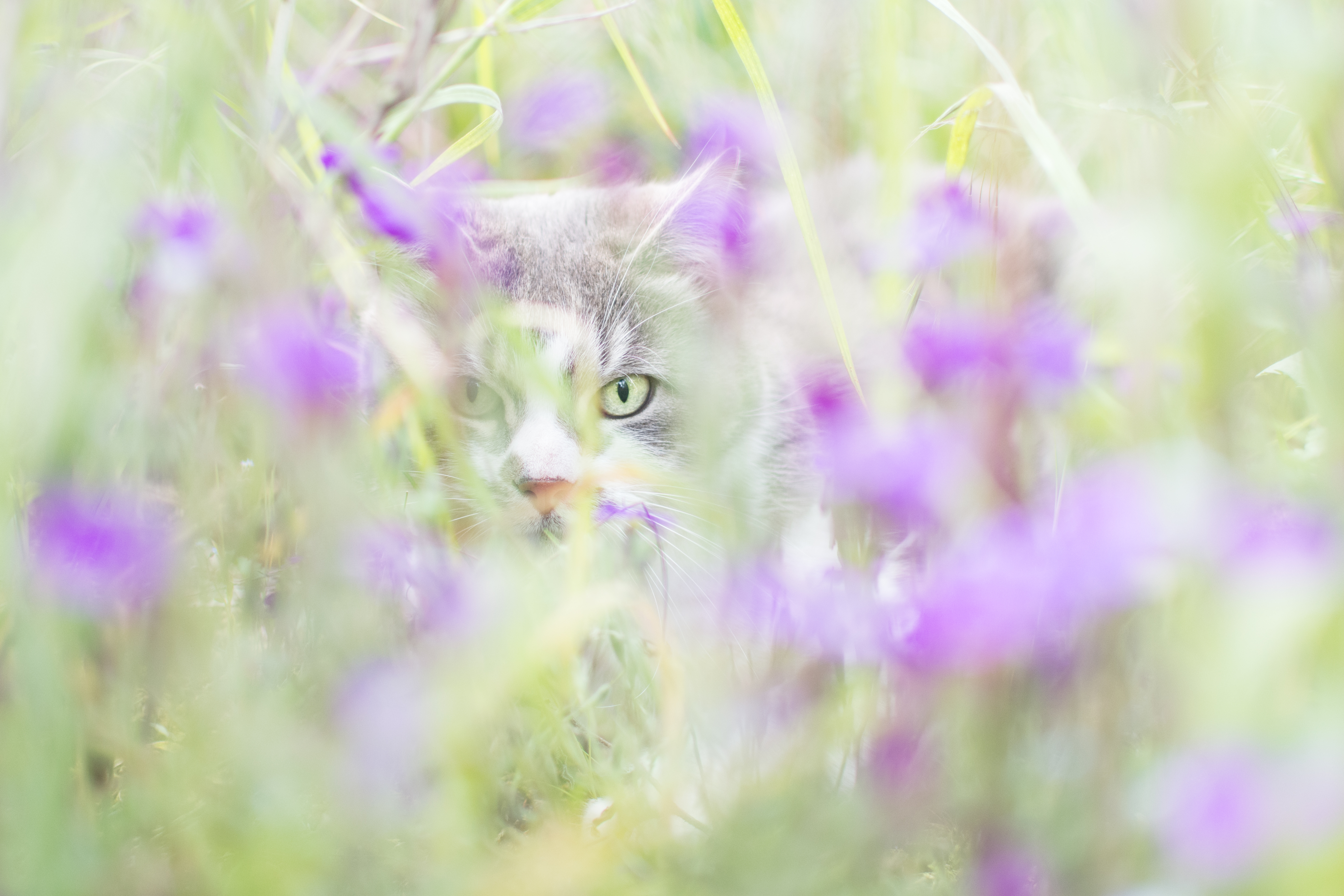 Free Image, nature, animal, green, art, colour, beauty, eyes, flower, purple, whiskers, small to medium sized cats, wildflower, lilac, lavender, flora, kitten, meadow, wildlife, sunlight, close up, cat like mammal, snout