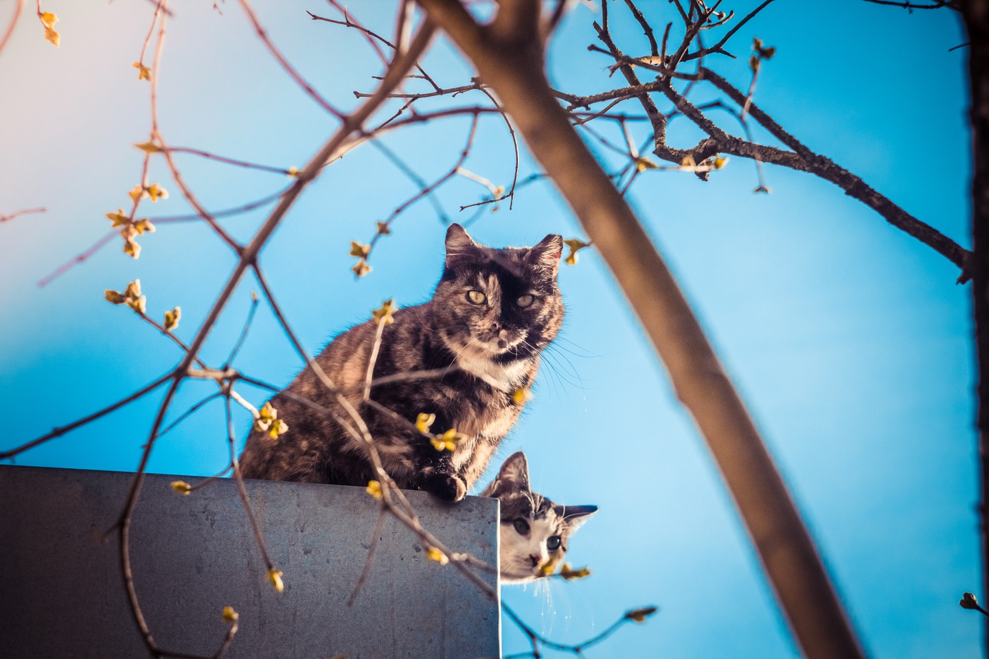 Wallpaper, sunlight, cat, flowers, nature, reflection, plants, branch, blue, Latvia, spring, Riga, color, tree, autumn, leaf, flower, season, fauna 1440x960