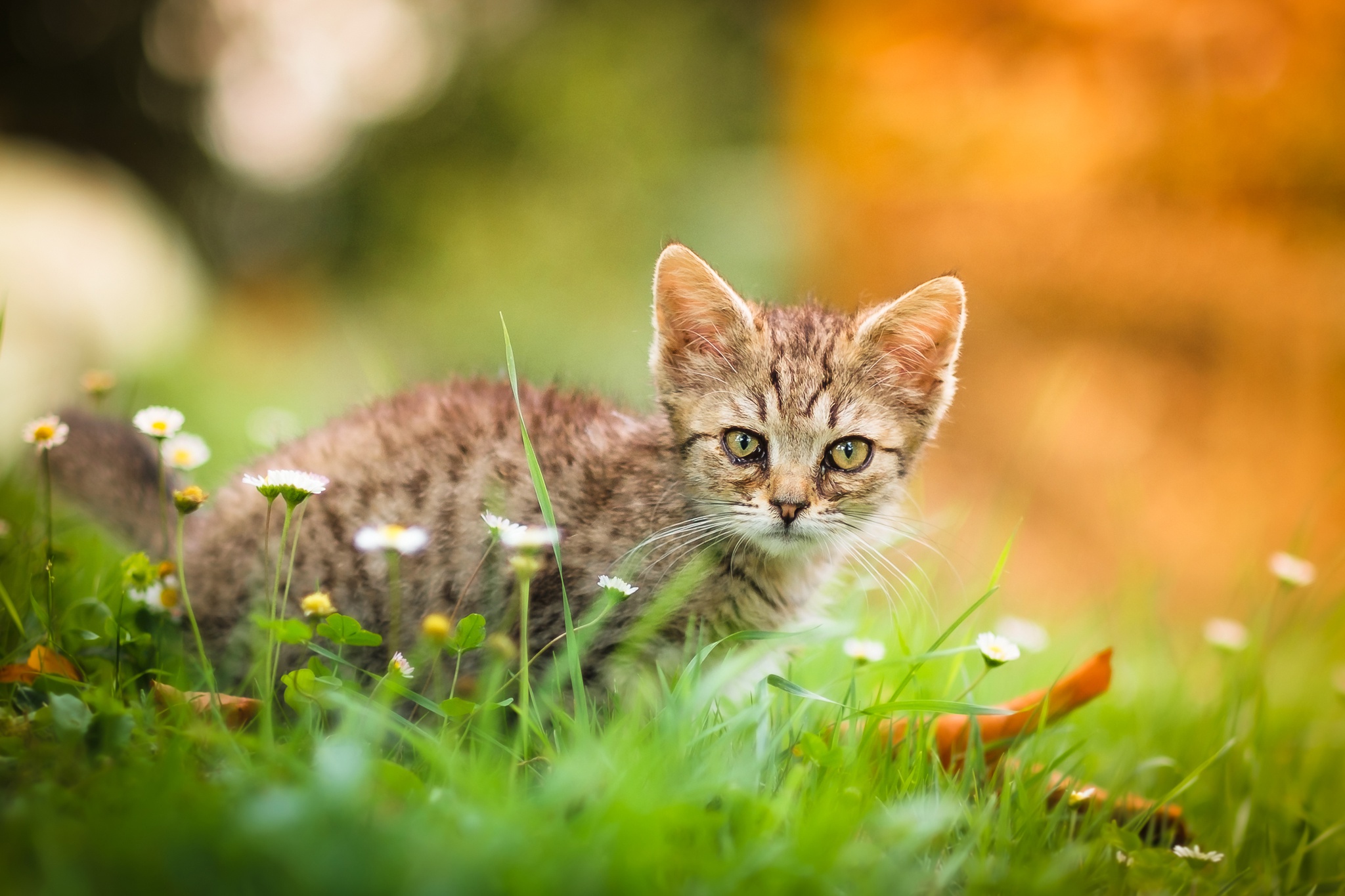 Cat HD Wallpaper