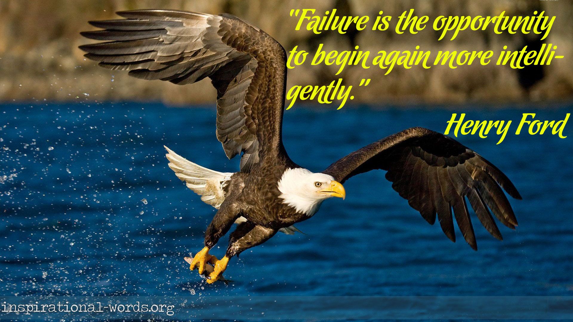 Inspirational Wallpaper Quote by Henry Ford “Failure is the opportunity to begin again more intelligently.”. Белоголовый орлан, Животные, Дикие животные