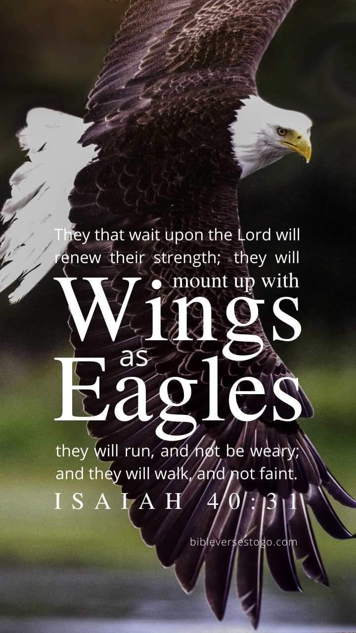 Bald Eagle Isaiah 40:31