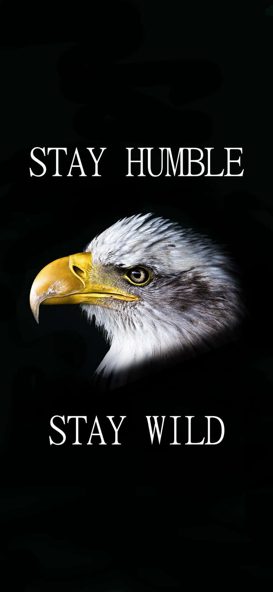Download Stay Humble Wallpaper