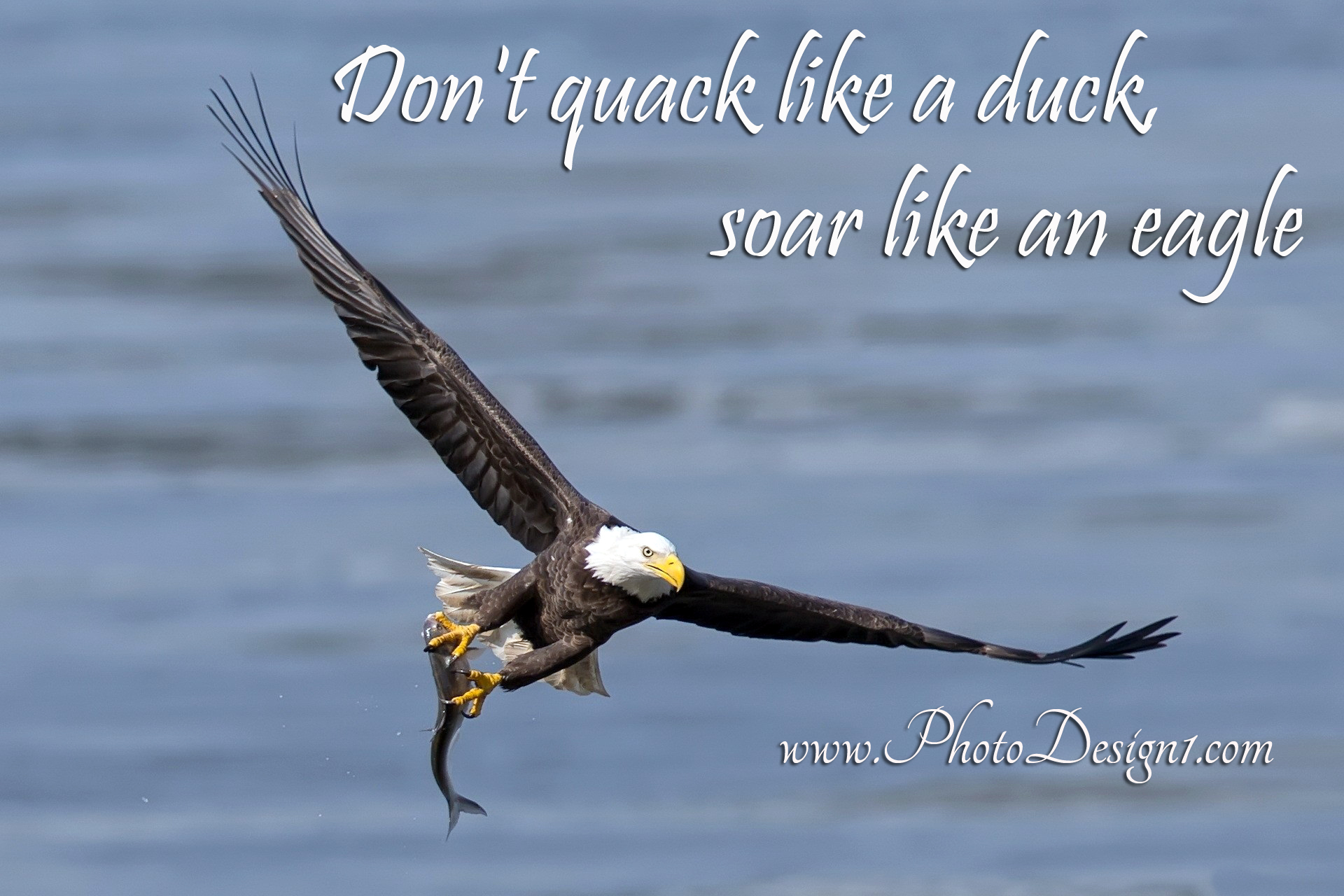 Famous Quotes About Eagles. QuotesGram