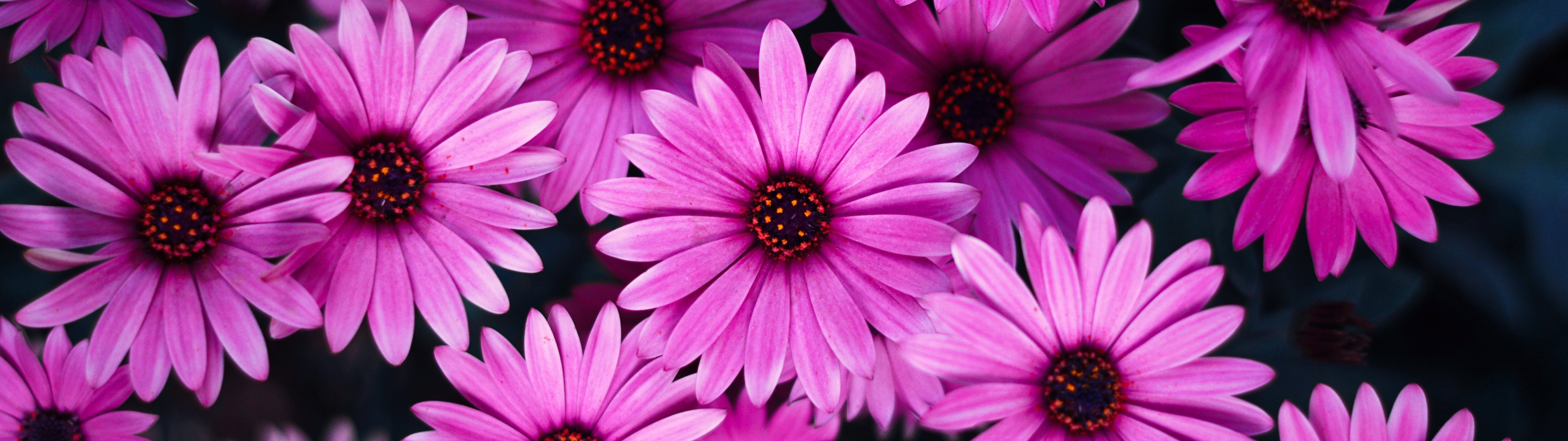 Pink Dual Monitor Wallpapers - Wallpaper Cave