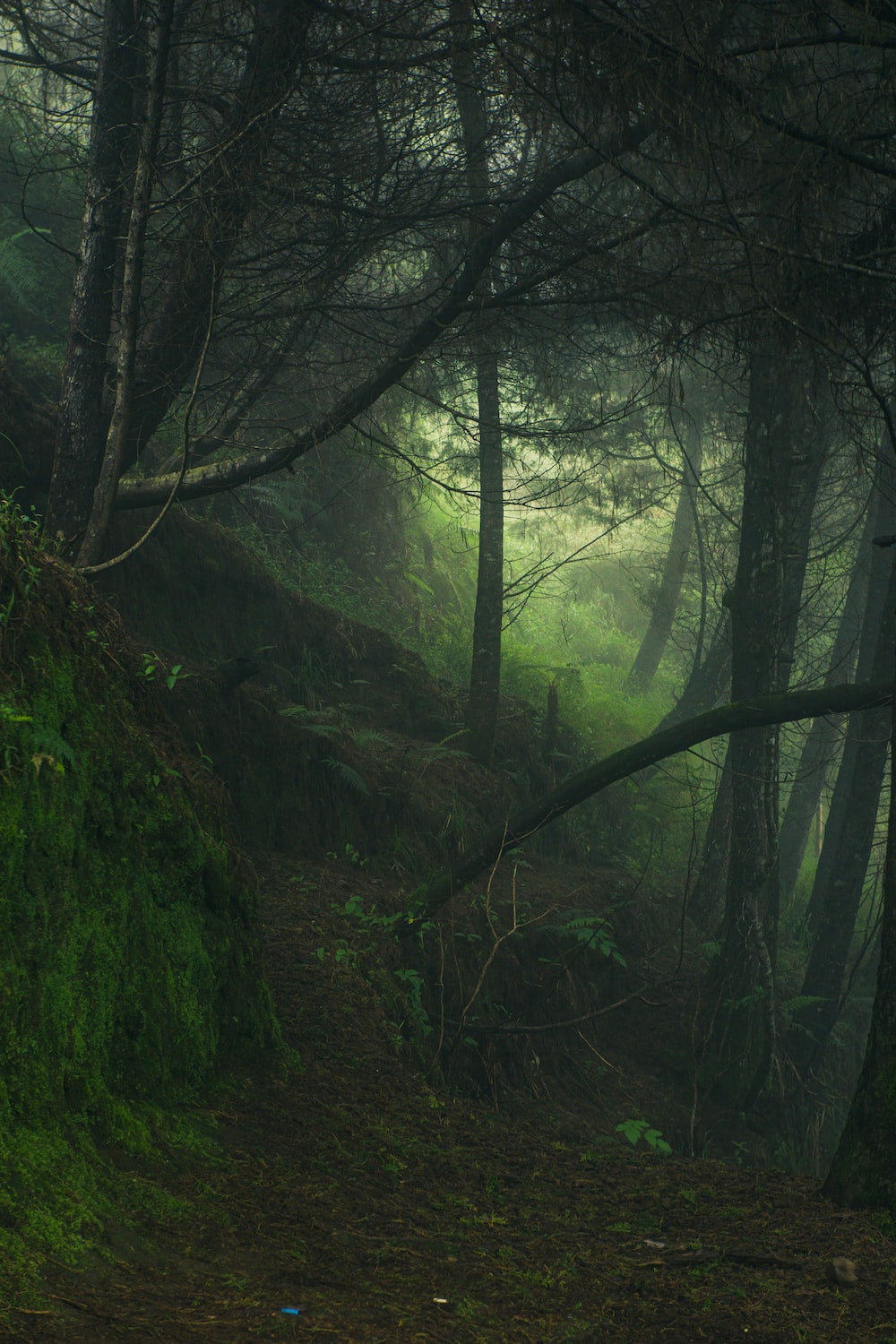 Green Aesthetic Picture. Download Free Image