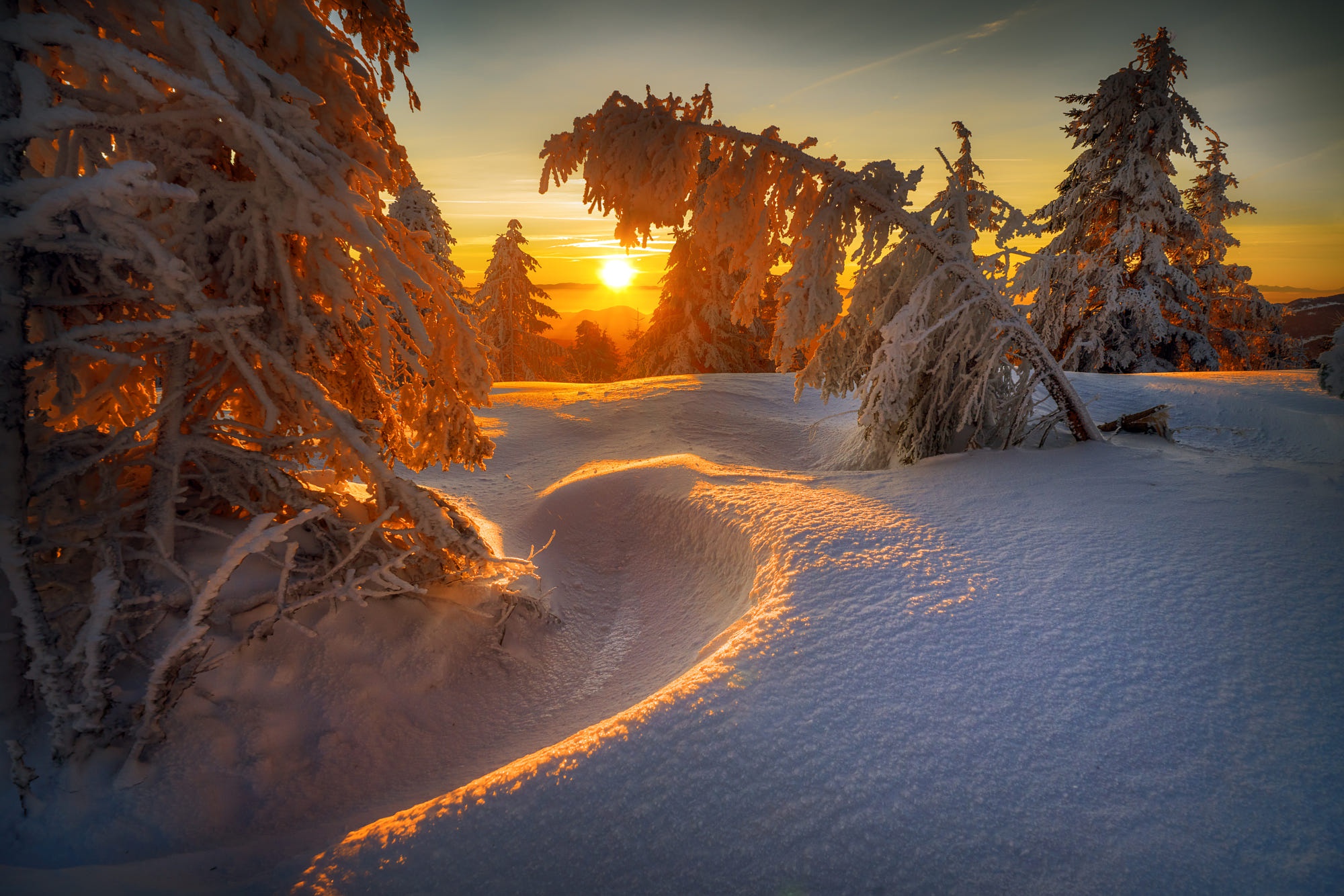 Winter HD, Snow, Sunset, Fir Tree, Sunlight Gallery HD Wallpaper