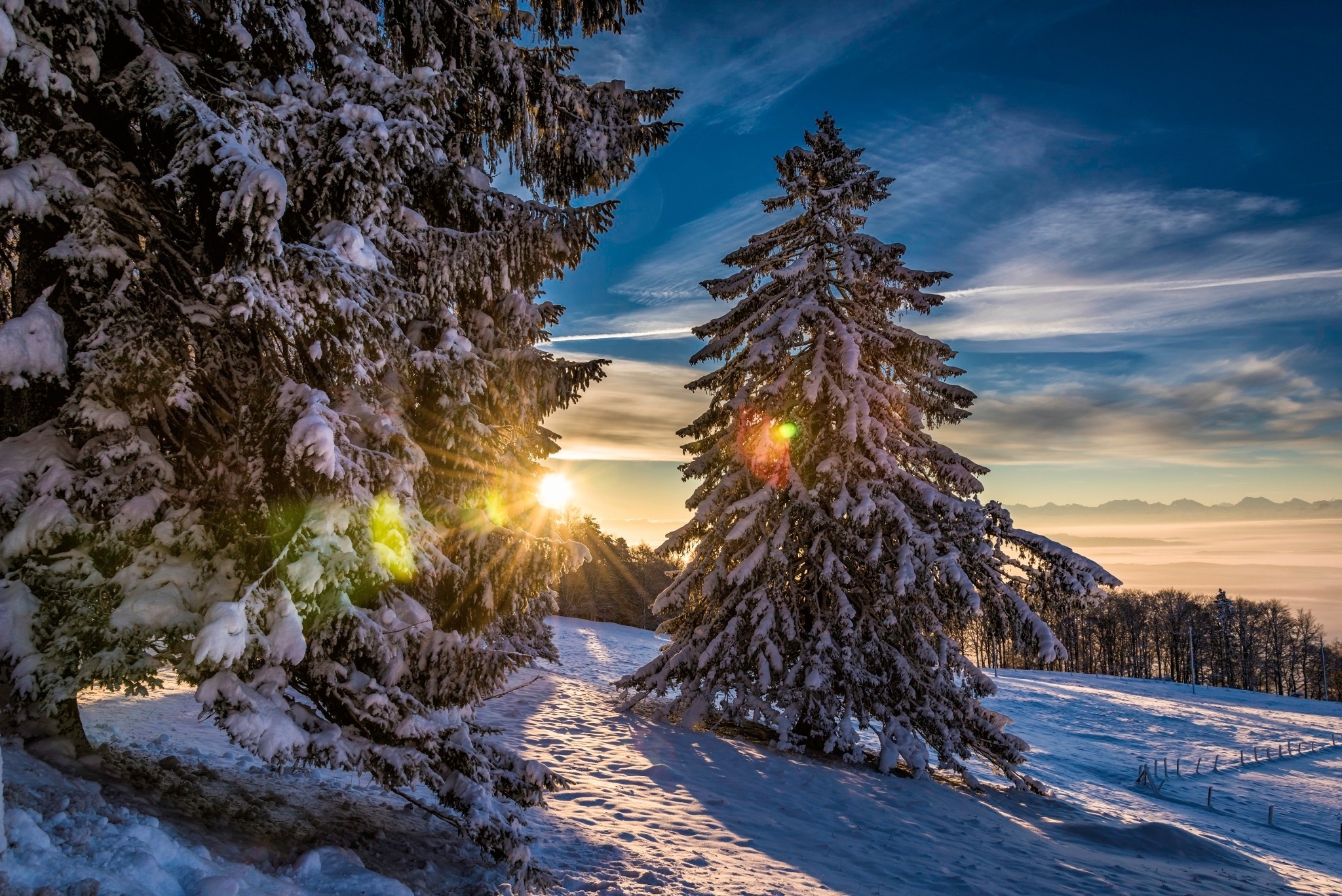 Sunset Between Trees With Snow HD wallpaper