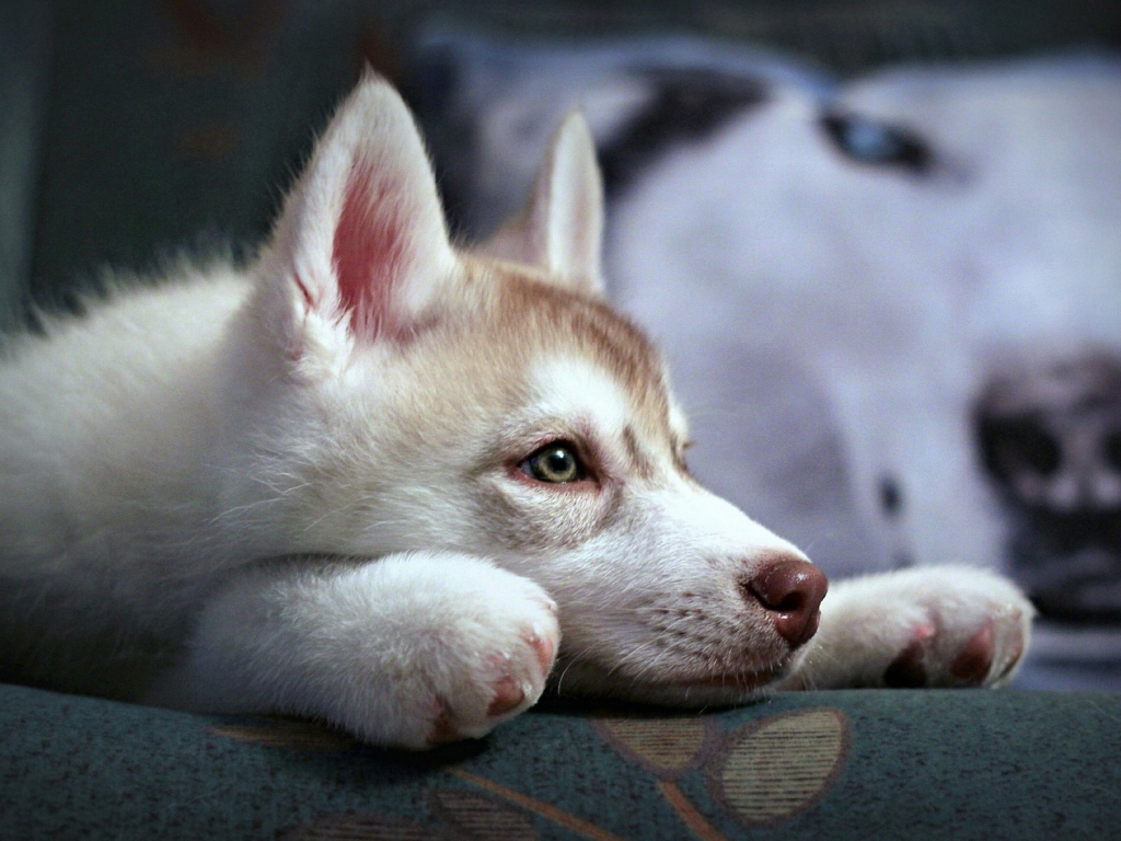 Cute Husky Puppy 1024 x 768 Wallpaper