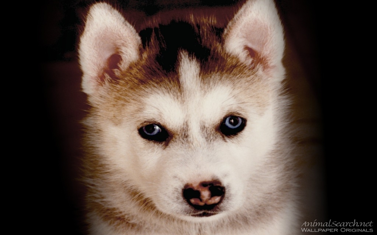Husky Puppy