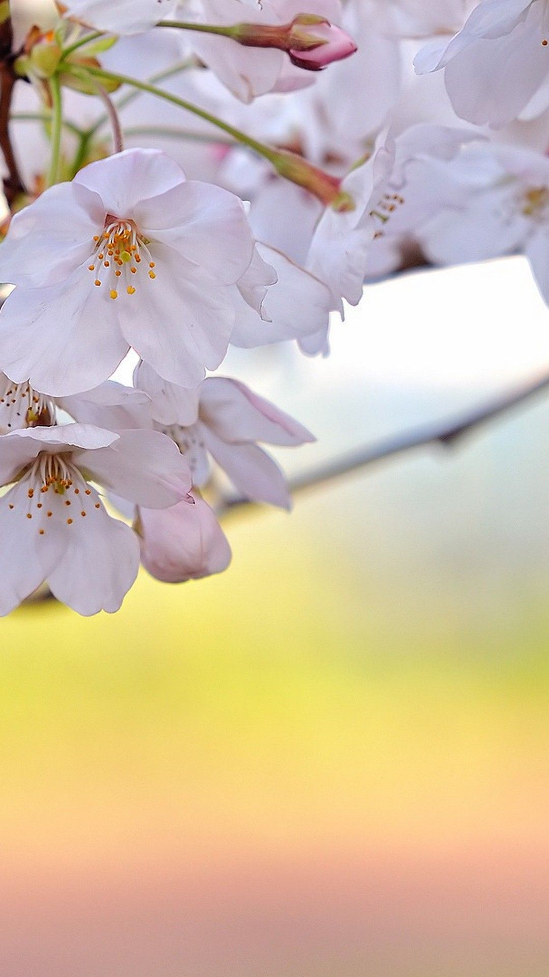 Cute Spring Phone 8 Wallpaper Phone Wallpaper HD. Spring desktop wallpaper, Spring wallpaper, Cool wallpaper for phones