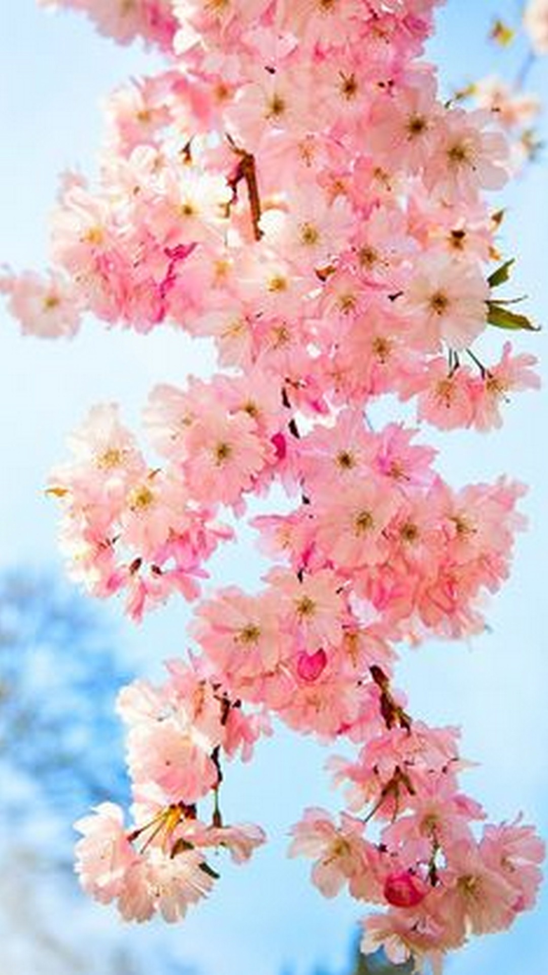Free download Cute Spring Cell Phones Wallpaper 2020 Phone Wallpaper HD [1080x1920] for your Desktop, Mobile & Tablet. Explore Cute Wallpaper 2020. Winter 2020 Wallpaper, Mulan 2020 Wallpaper, 2020 Year Wallpaper