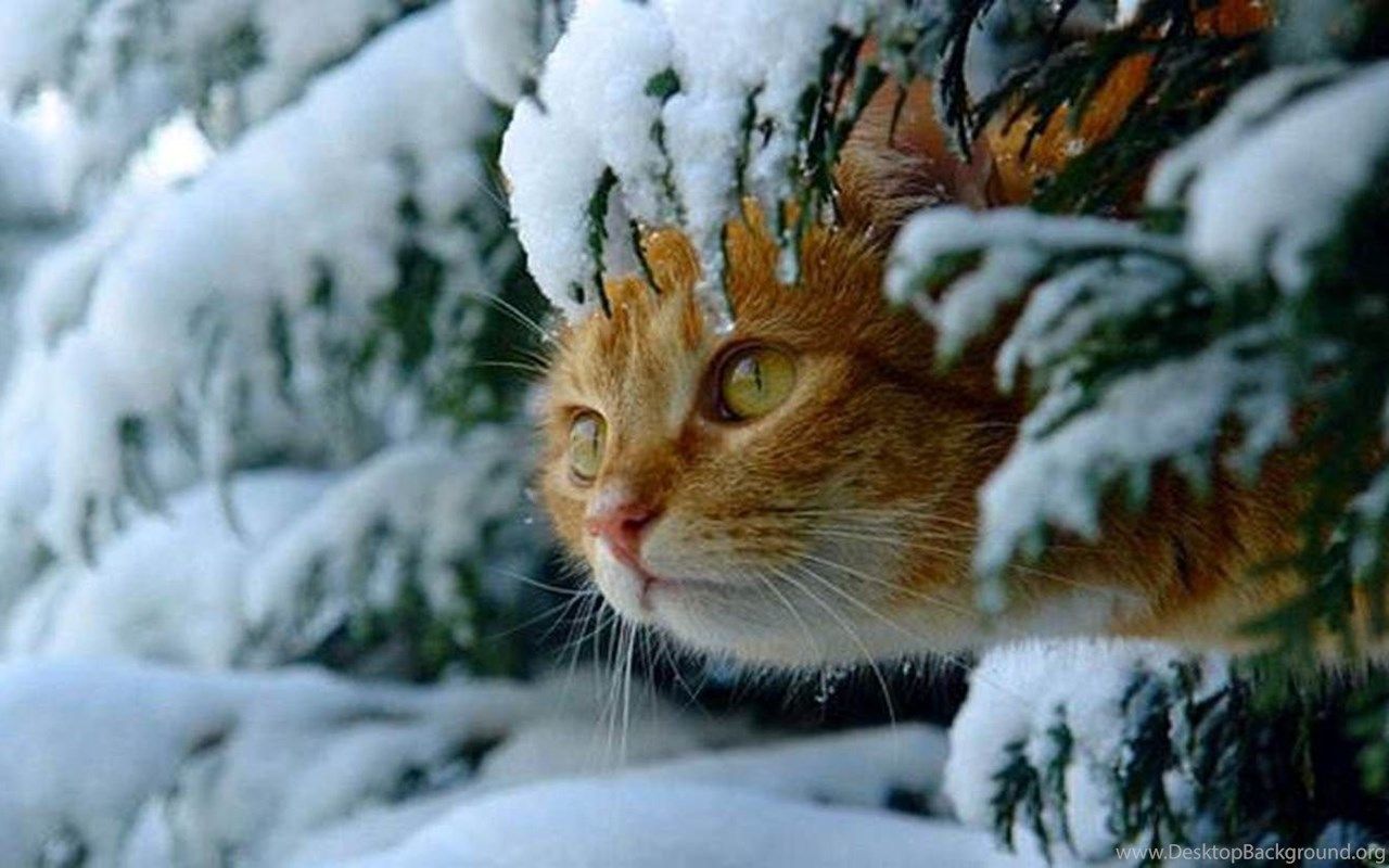 Aesthetic Winter Cats Wallpapers - Wallpaper Cave