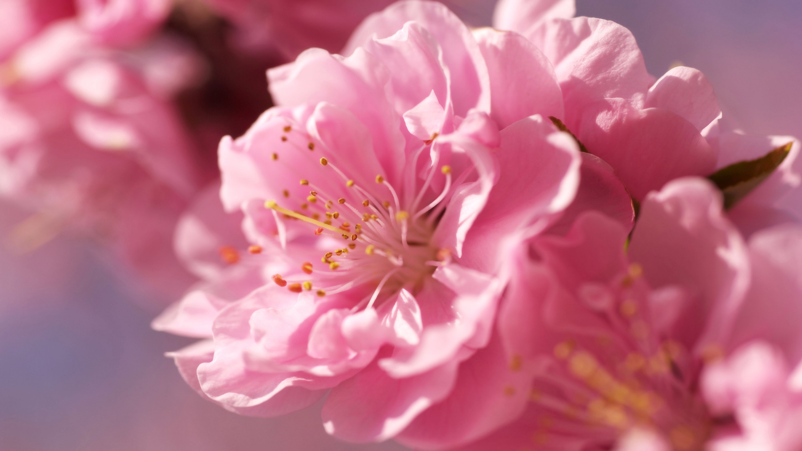Wallpaper sakura, 4k, HD wallpaper, pink, spring, flower, Nature