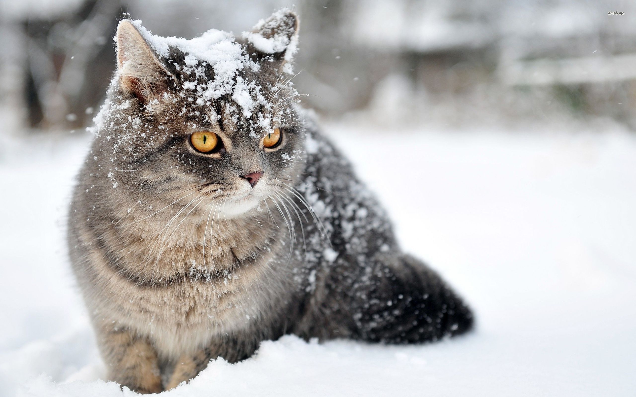 Cats in Snow Wallpaper