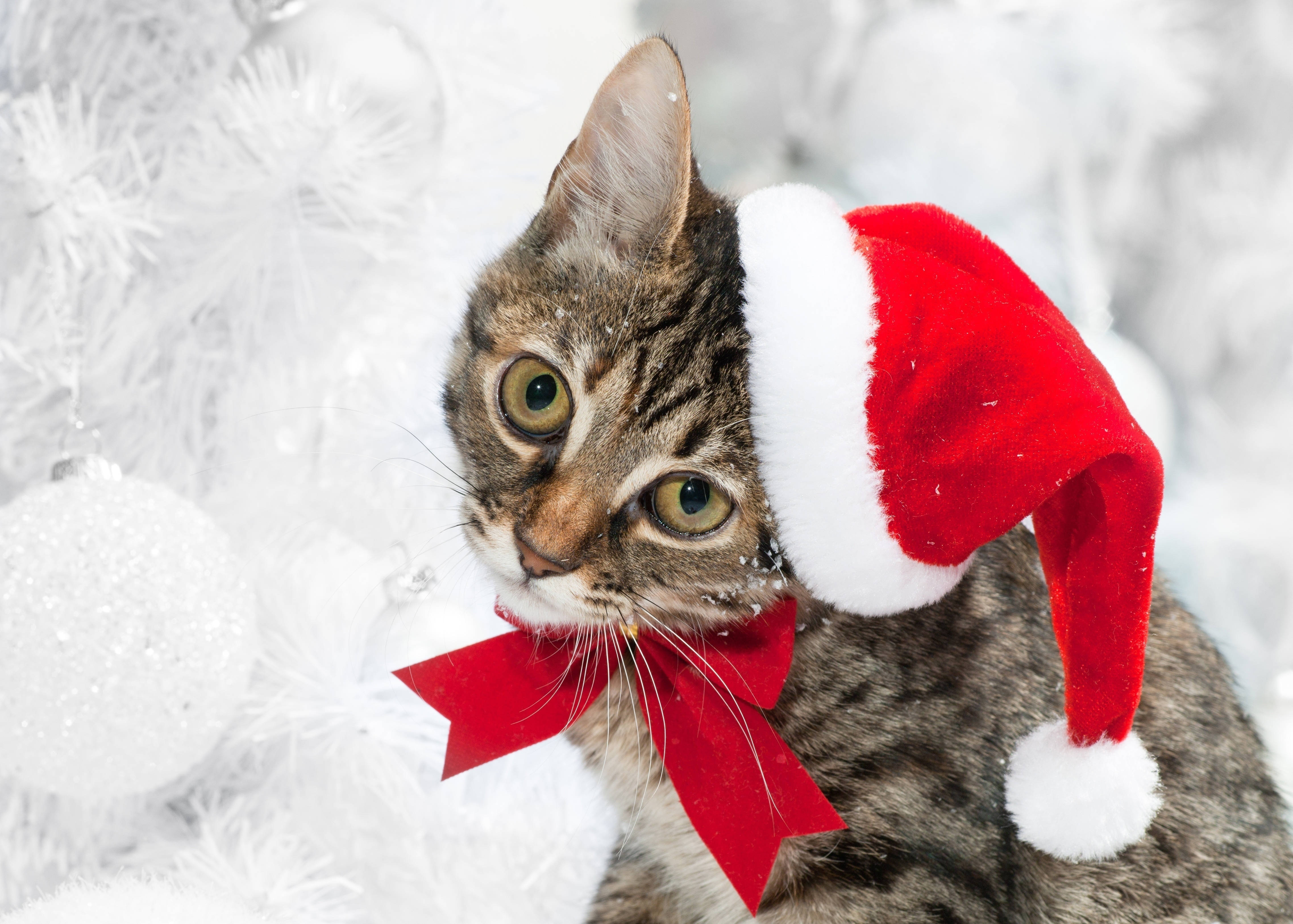 Download Winter Christmas Cat Wallpaper