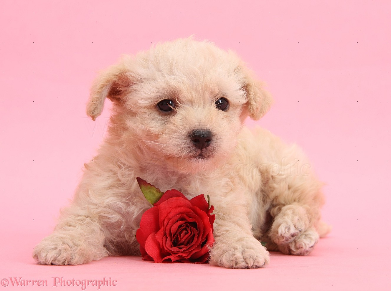 Dog: Cute Valentine puppy with rose on pink background photo WP35546