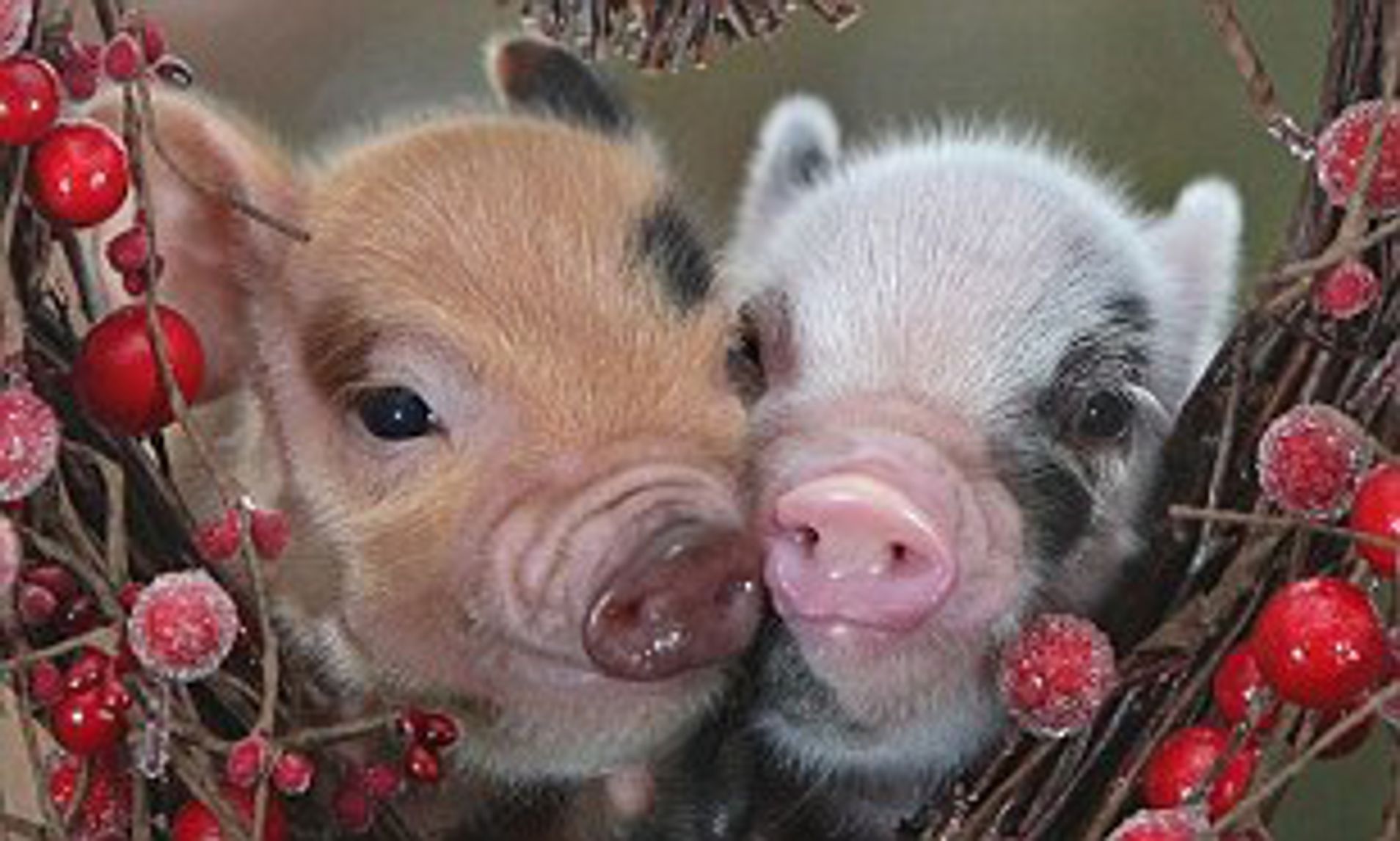 Animals in love on Valentine's Day. Daily Mail Online