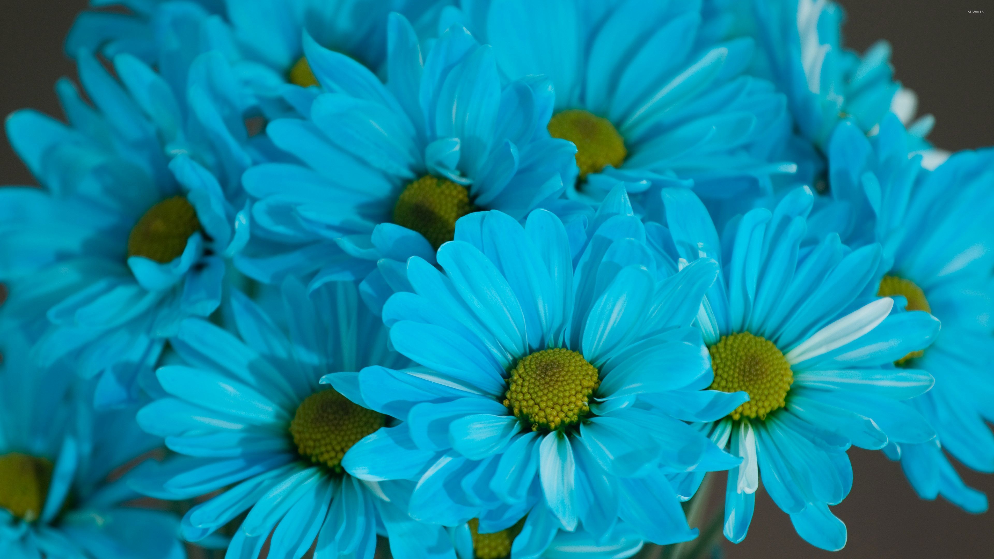Blue Daisies wallpaper wallpaper